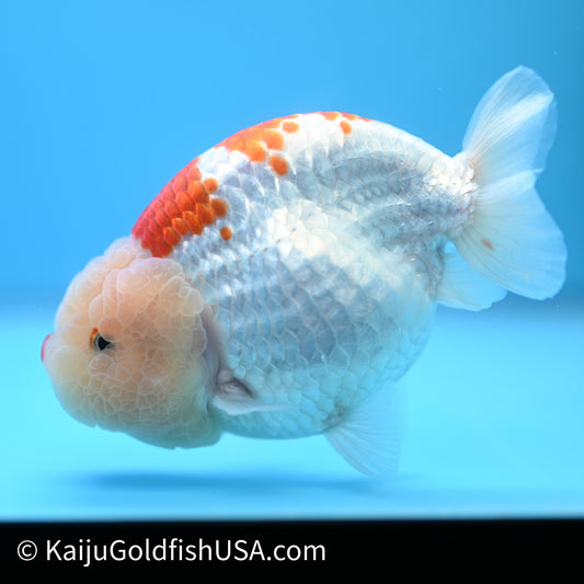 Red White Buffalo Ranchu 4.5 - 5 inches (240301_RC01) - Kaiju Goldfish USA