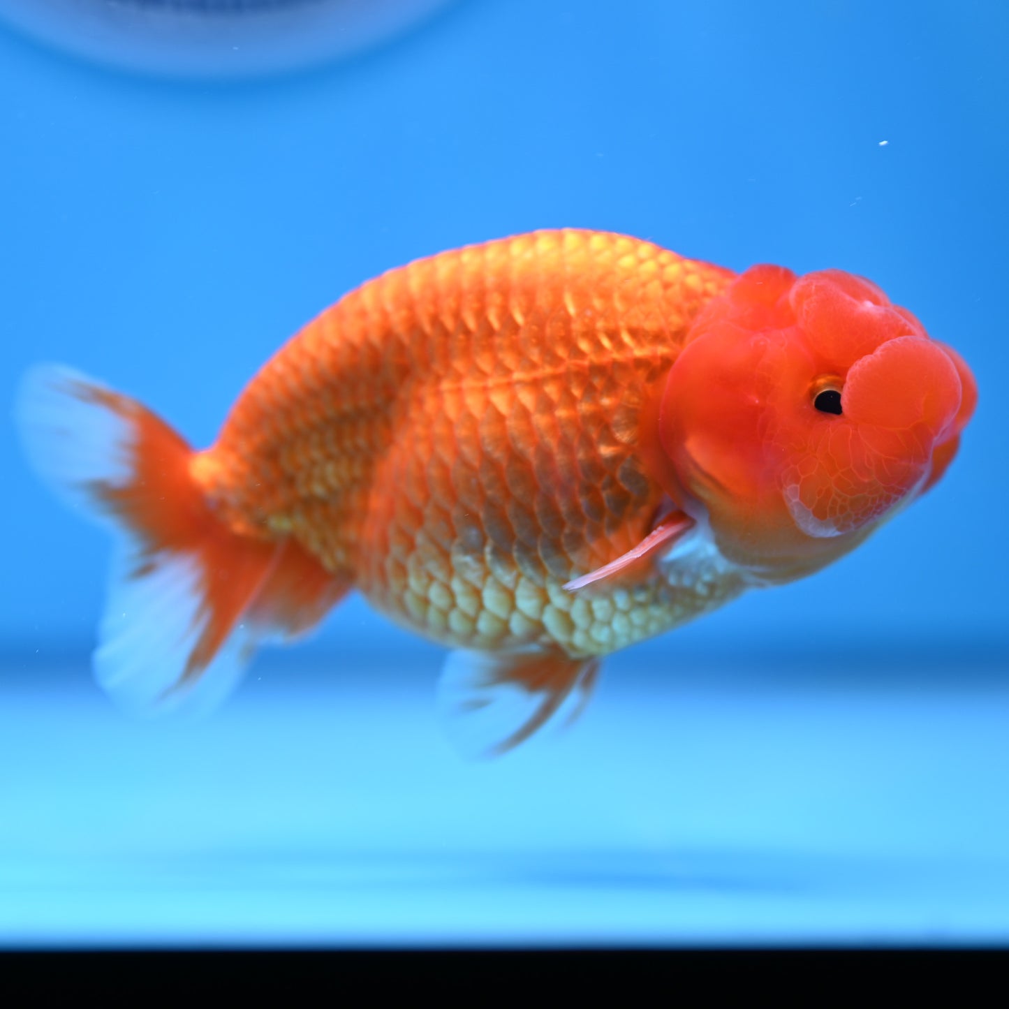 Buffalo Ranchu 4in Body (240704_RC01) - Kaiju Goldfish USA