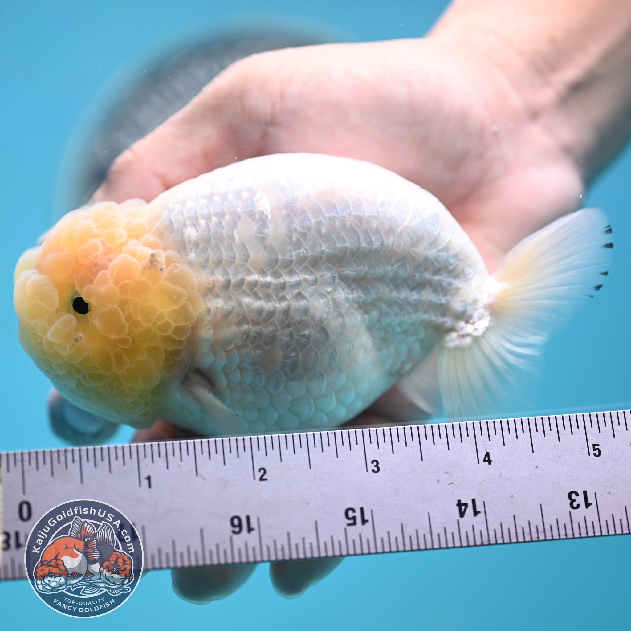 WATER RAMPAGE LITTLEMONSTER 5’10 美品 Lemon Head White Ranchu Goldfish for Sale | Kaiju Goldfish USA