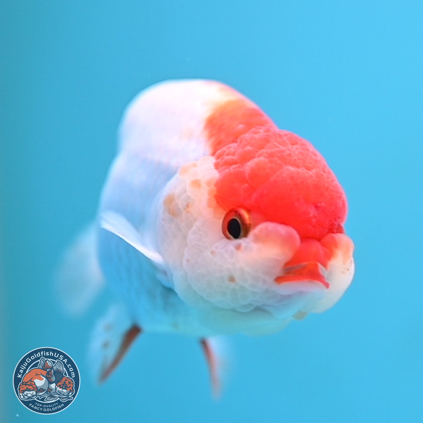 Red White Ranchu 3.25 inches Body - Male (250117_RC01) - Kaiju Goldfish USA