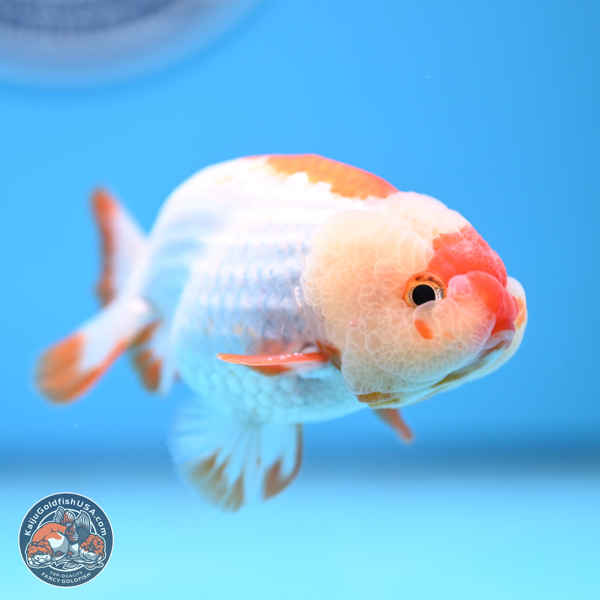 Red White Lionchu 3in body (240809_RC01) - Kaiju Goldfish USA