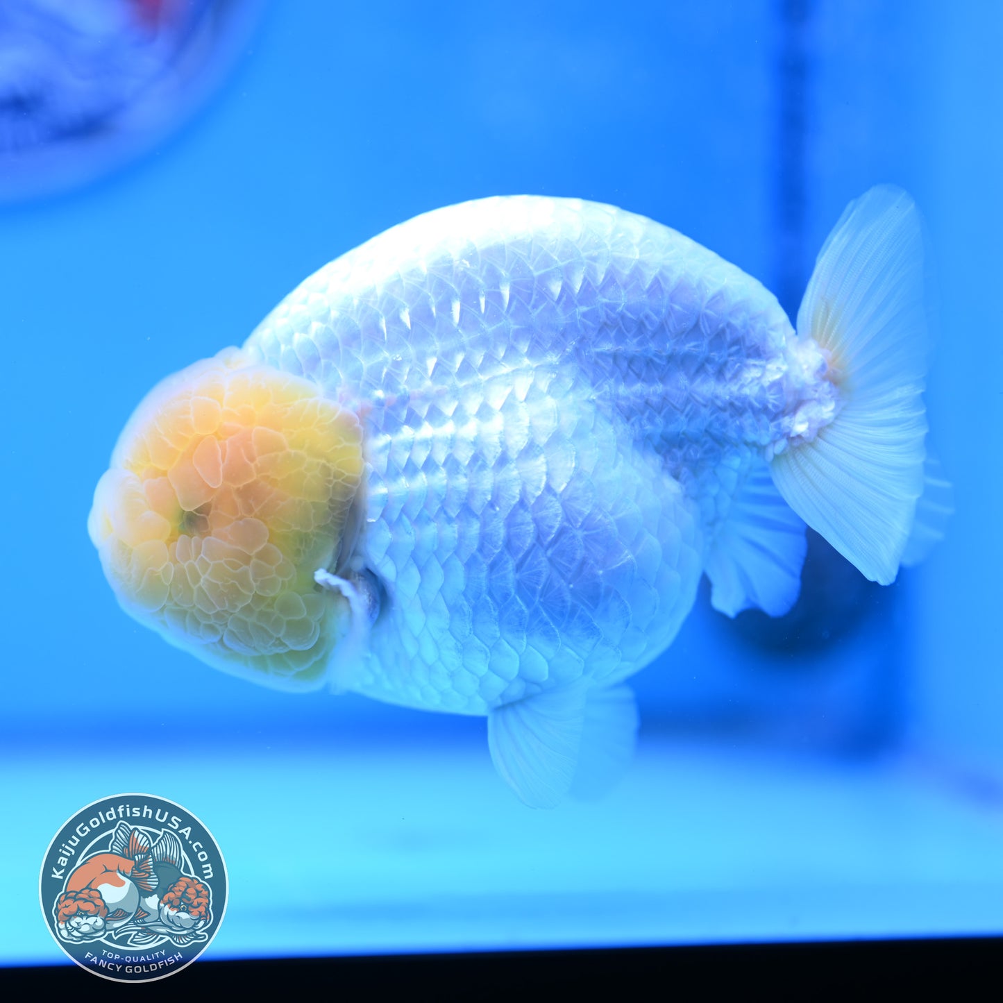 Lemon Head Snow White Ranchu 4.75 inches Body (250509_RC01)
