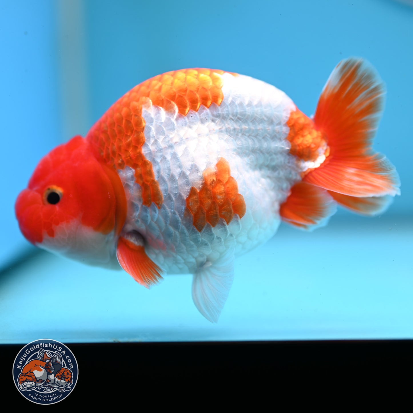 Red White Buffalo Ranchu 5 inches (241025_RC01) - Kaiju Goldfish USA