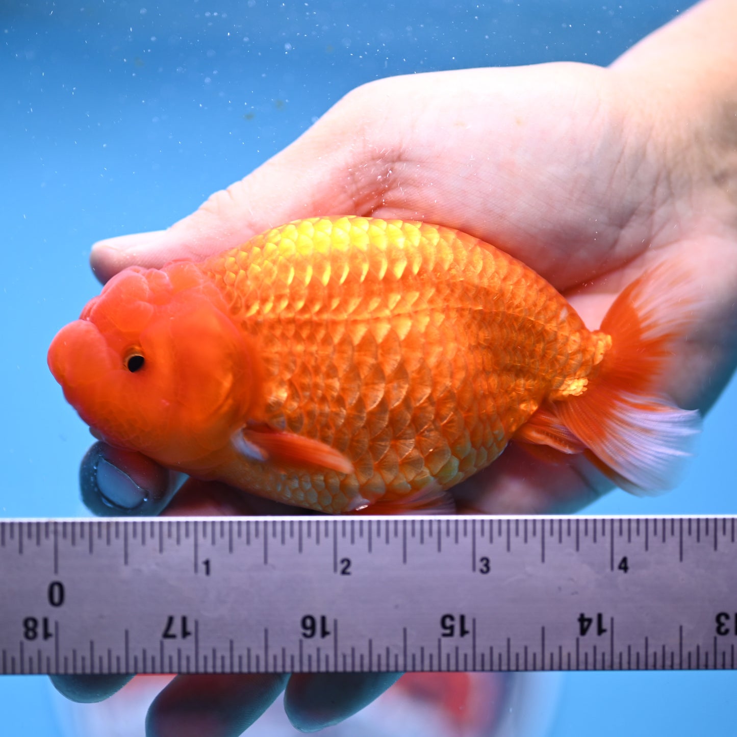 Buffalo Ranchu 4in Body (240704_RC01) - Kaiju Goldfish USA