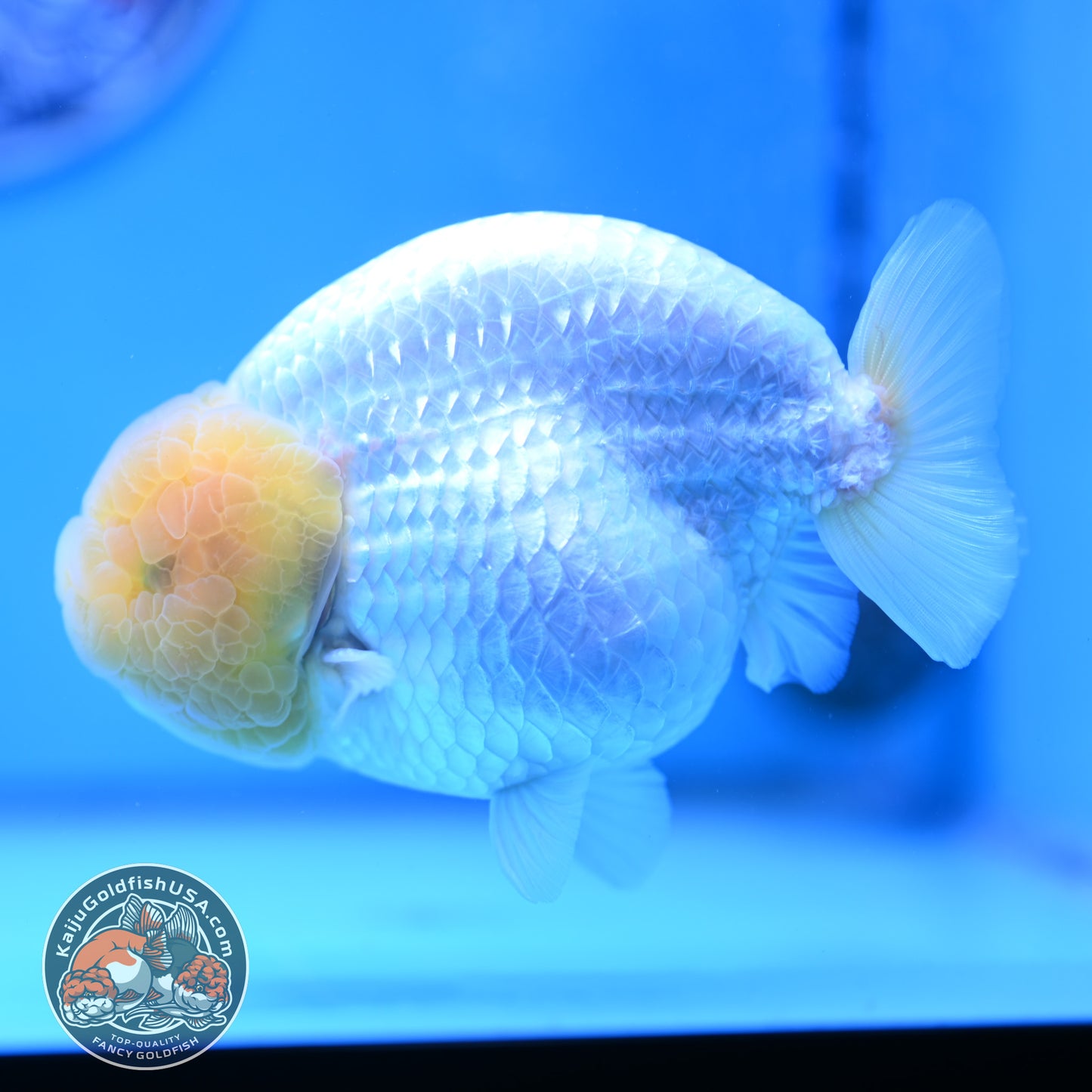 Lemon Head Snow White Ranchu 4.75 inches Body (250509_RC01)