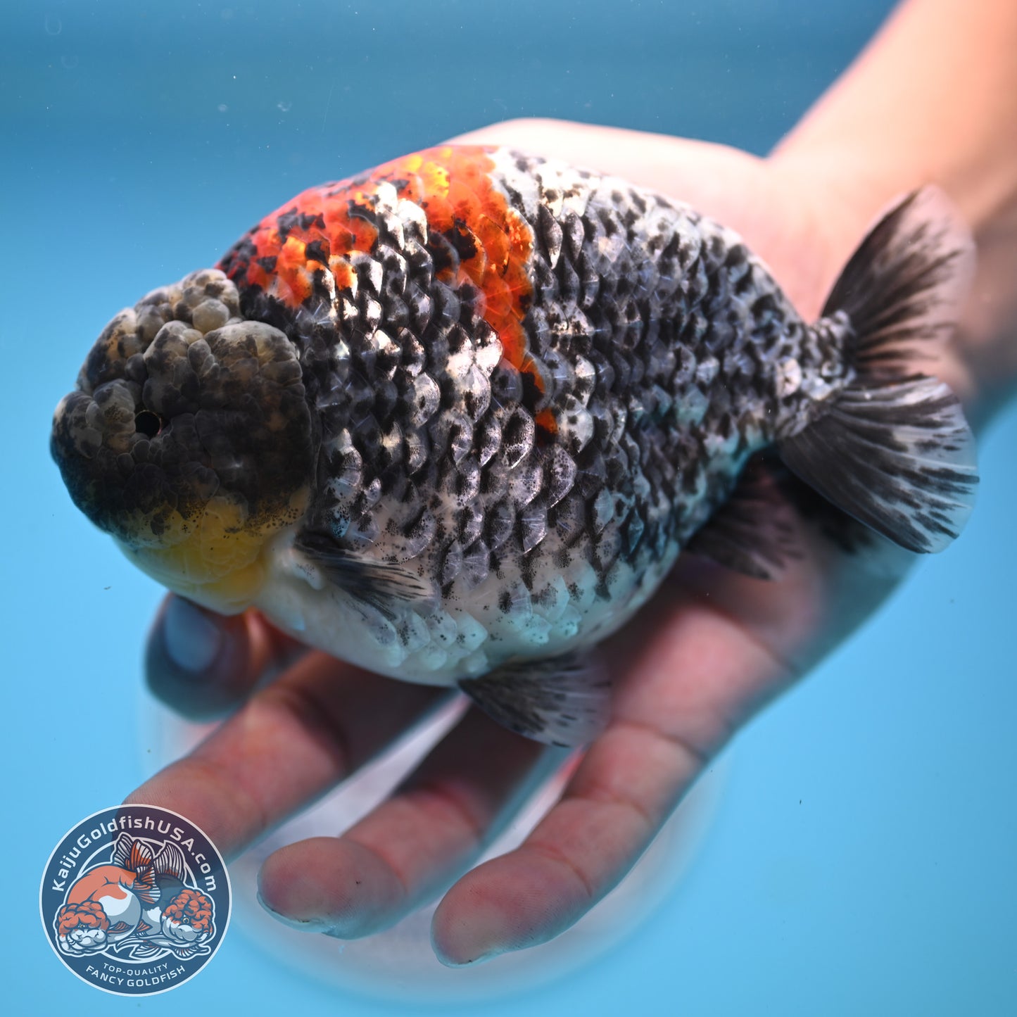 Blue Based Metallic Ranchu 5 inches Body (250523_RC01)