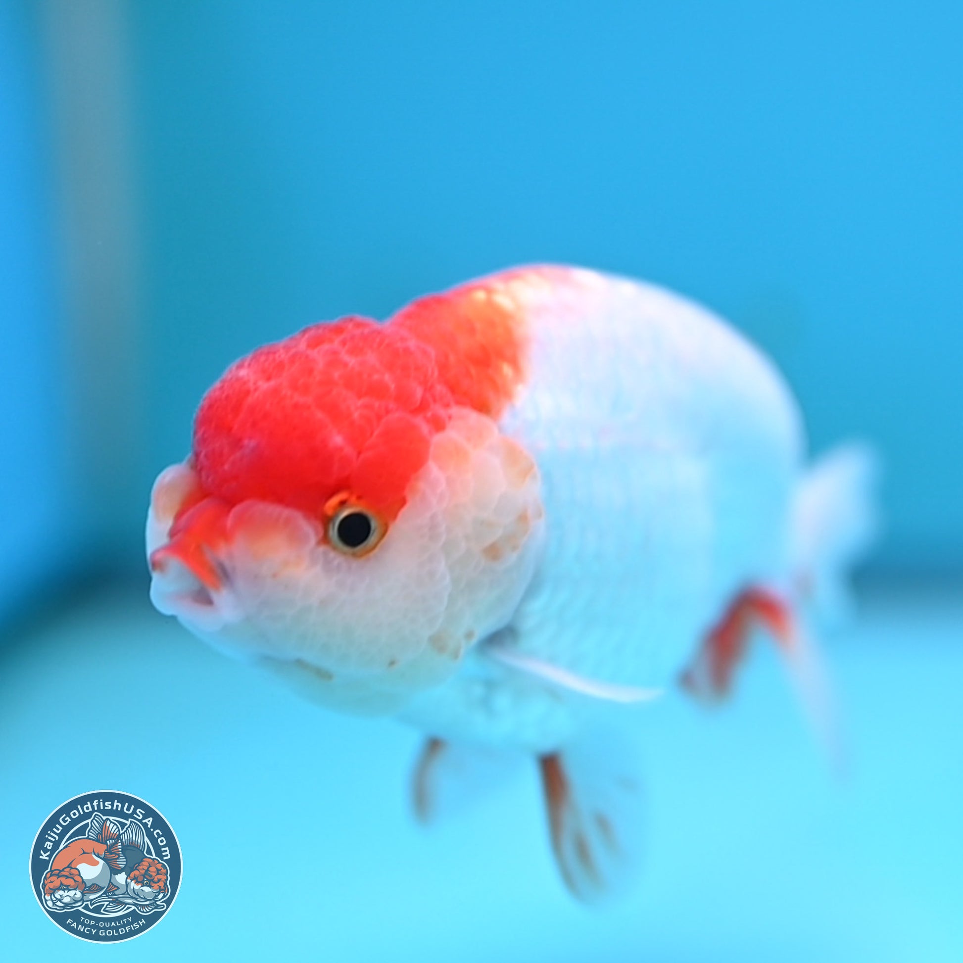 Red White Ranchu 3.25 inches Body - Male (250117_RC01) - Kaiju Goldfish USA