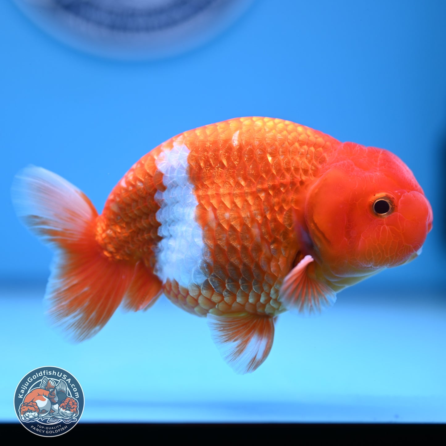 Red White Buffalo Ranchu 4-5 in (241011_RC01) - Kaiju Goldfish USA