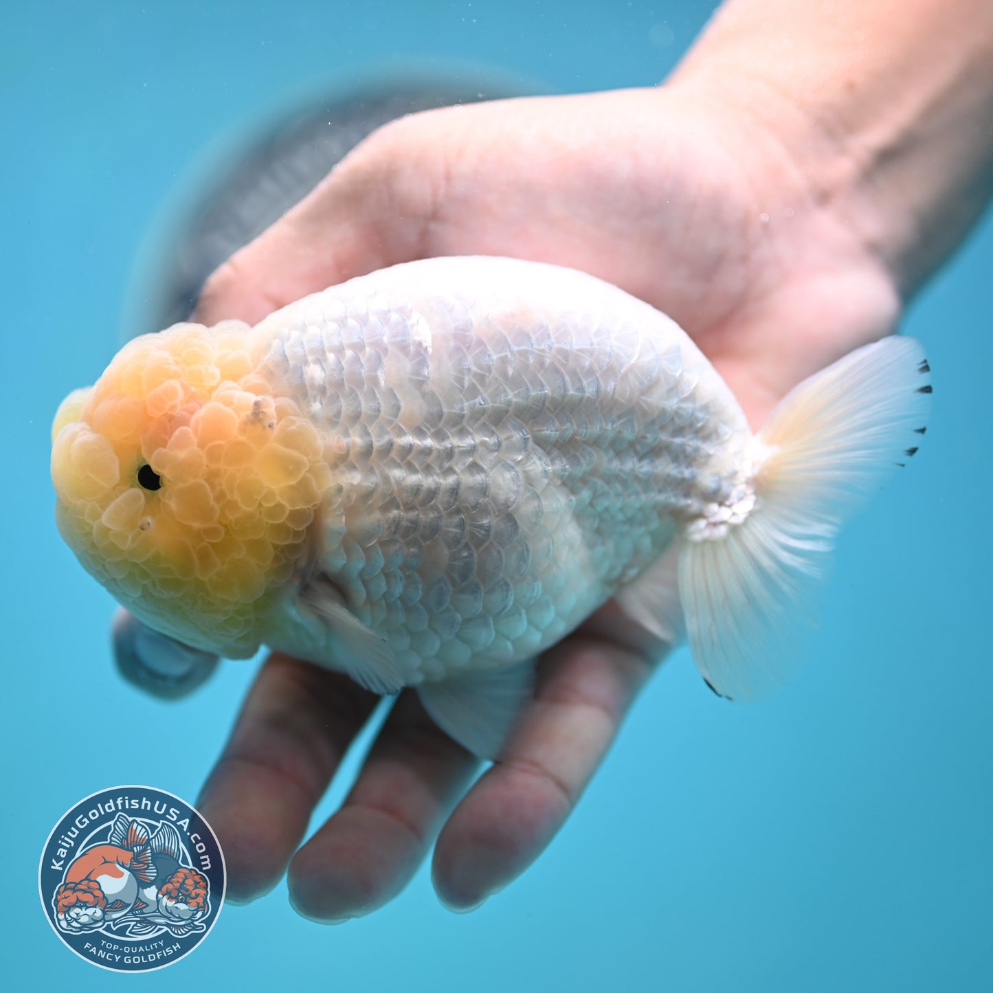 Lemon Head White Ranchu 4.25 inches Body (250502_RC01)
