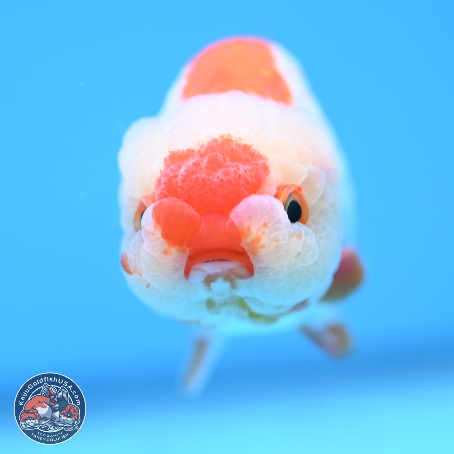 Red White Lionchu 3in body (240809_RC01) - Kaiju Goldfish USA