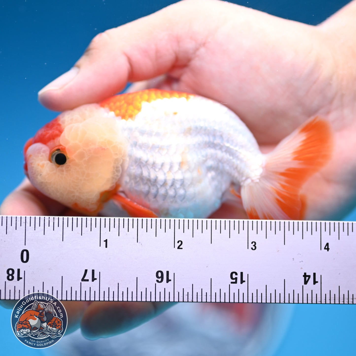 Red White Lionchu 3in body (240809_RC01) - Kaiju Goldfish USA