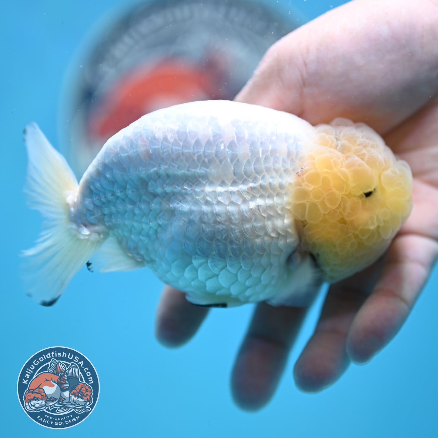Lemon Head White Ranchu 4.25 inches Body (250502_RC01)