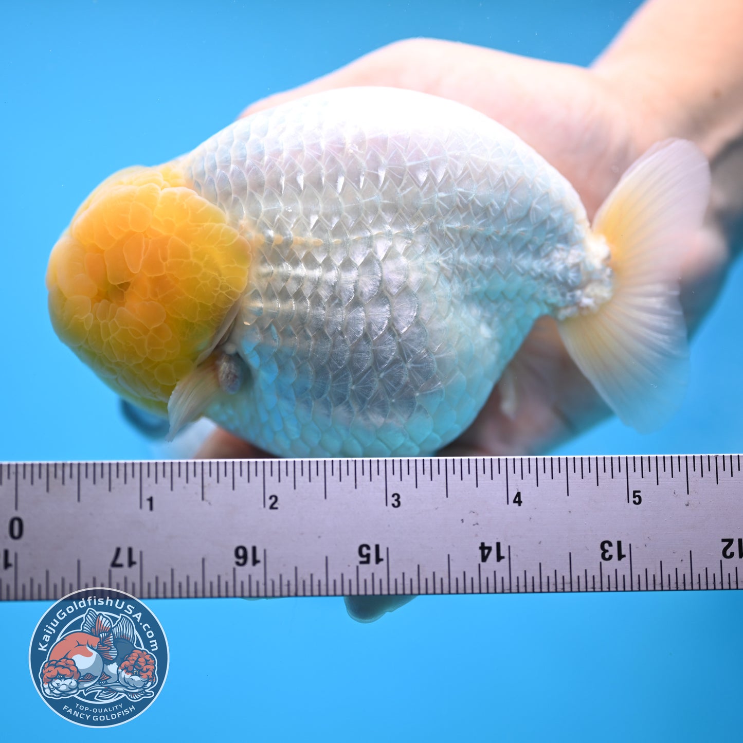 Lemon Head Snow White Ranchu 4.75 inches Body (250509_RC01)
