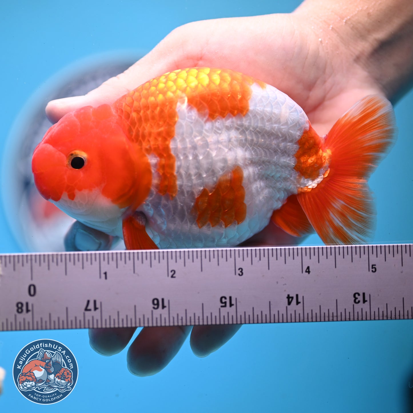 Red White Buffalo Ranchu 5 inches (241025_RC01) - Kaiju Goldfish USA