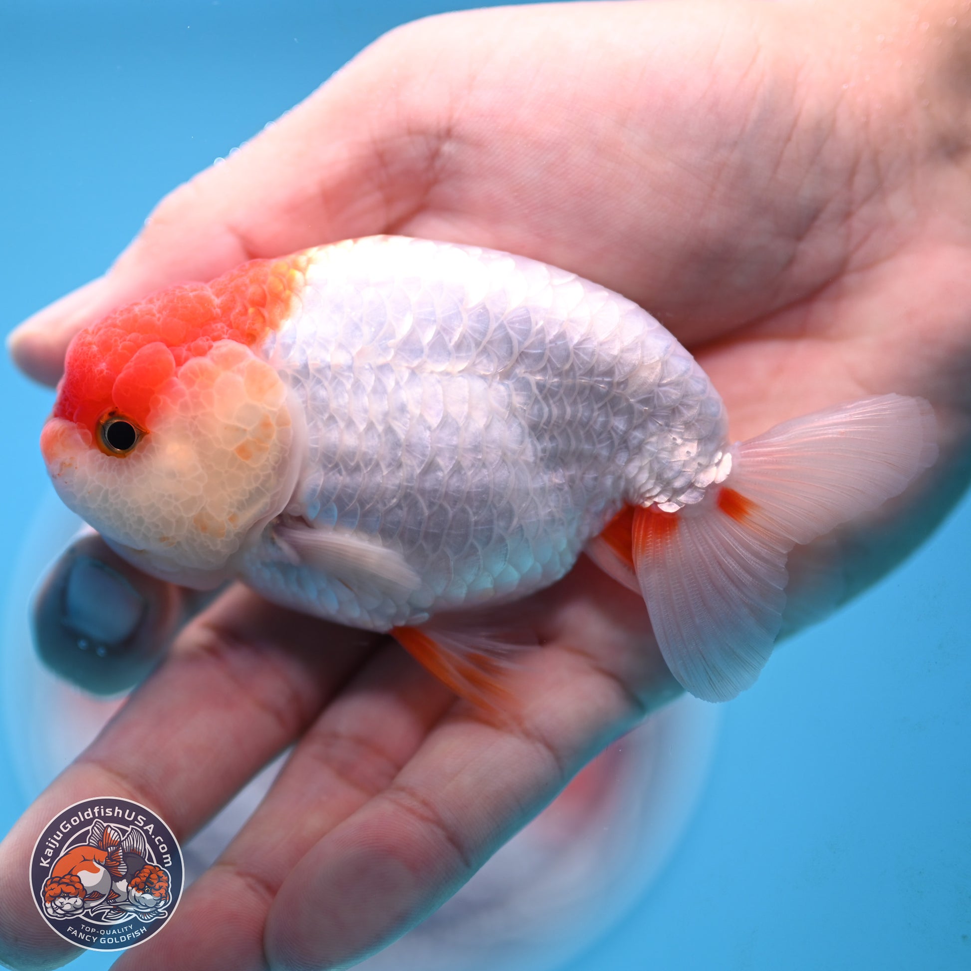 Red White Ranchu 3.25 inches Body - Male (250117_RC01) - Kaiju Goldfish USA