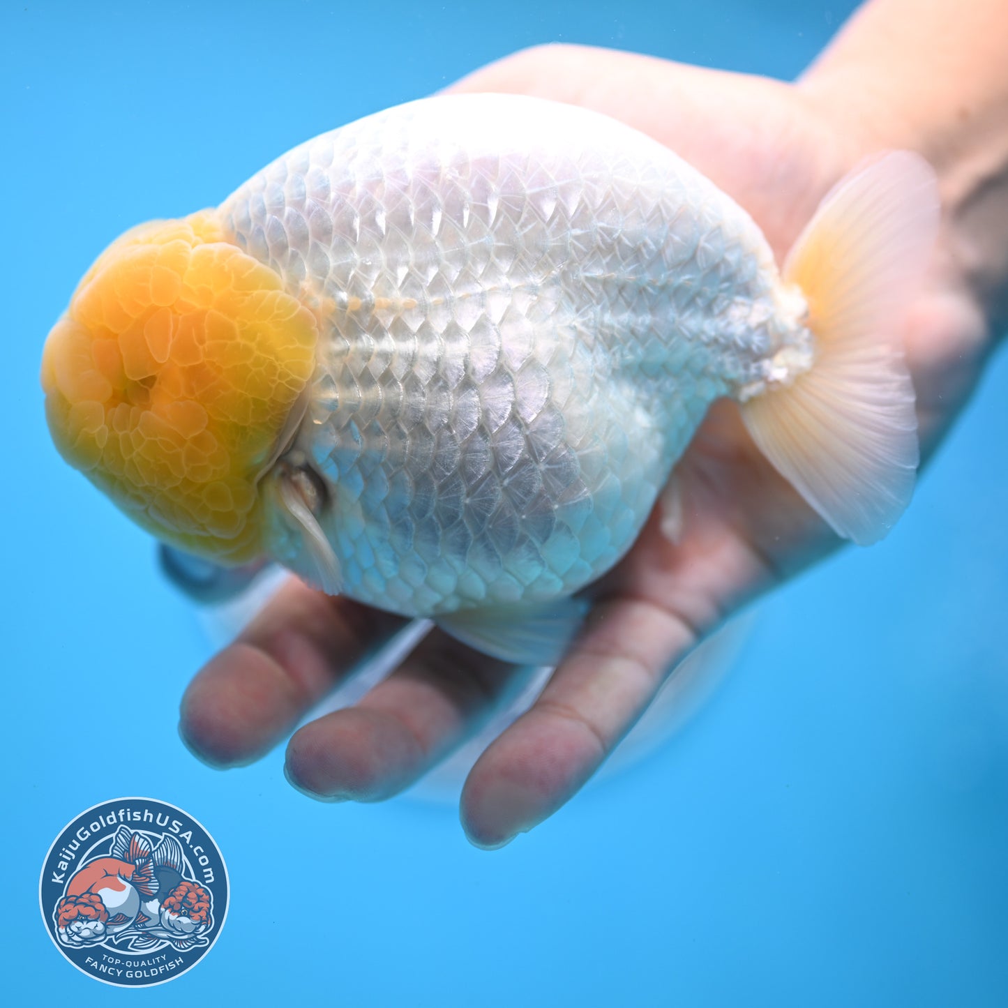 Lemon Head Snow White Ranchu 4.75 inches Body (250509_RC01)