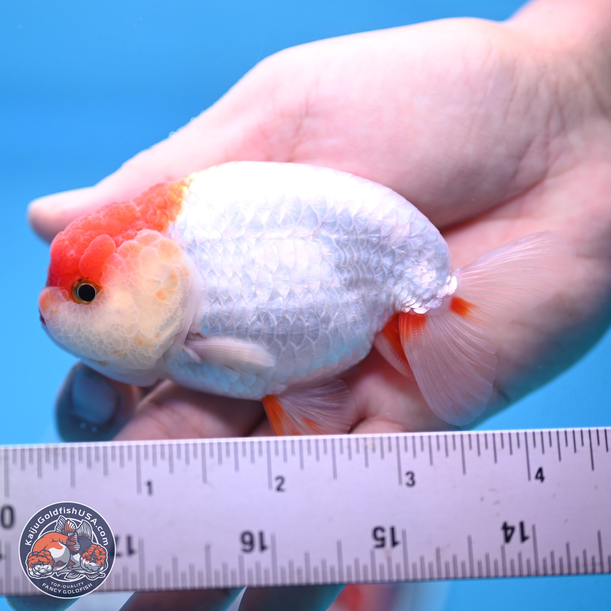 Red White Ranchu 3.25 inches Body - Male (250117_RC01) - Kaiju Goldfish USA