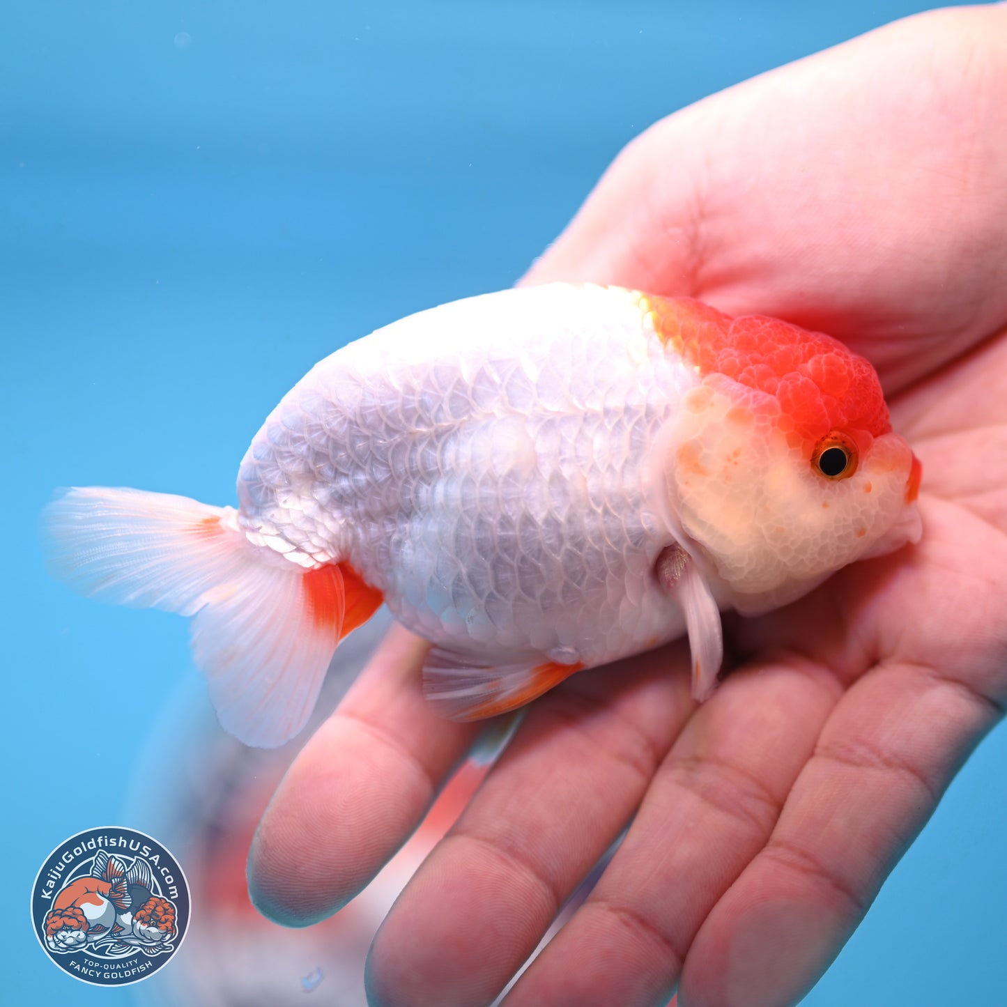 Red White Ranchu 3.25 inches Body - Male (250117_RC01) - Kaiju Goldfish USA