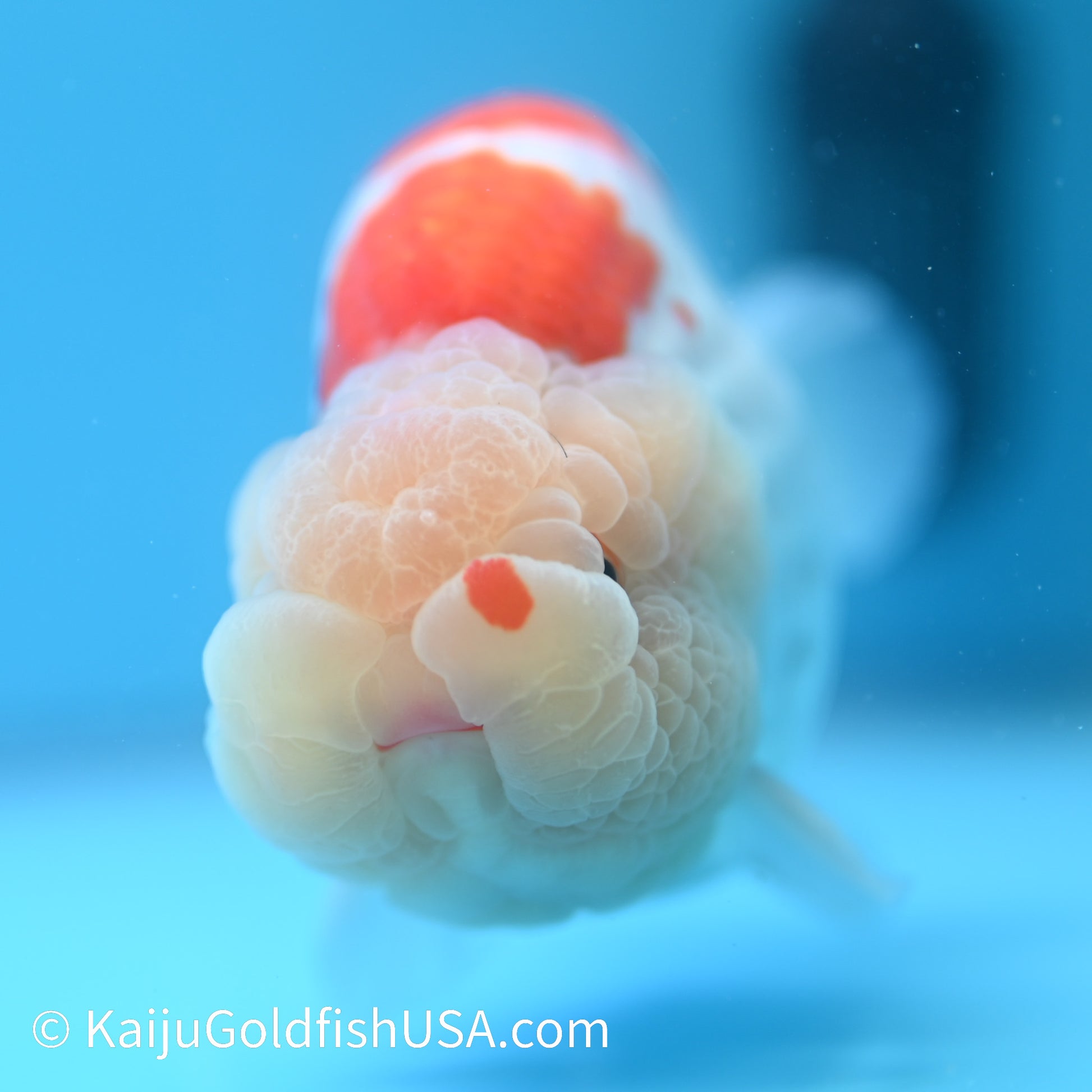 Red White Buffalo Ranchu 4.5 - 5 inches (240301_RC01) - Kaiju Goldfish USA