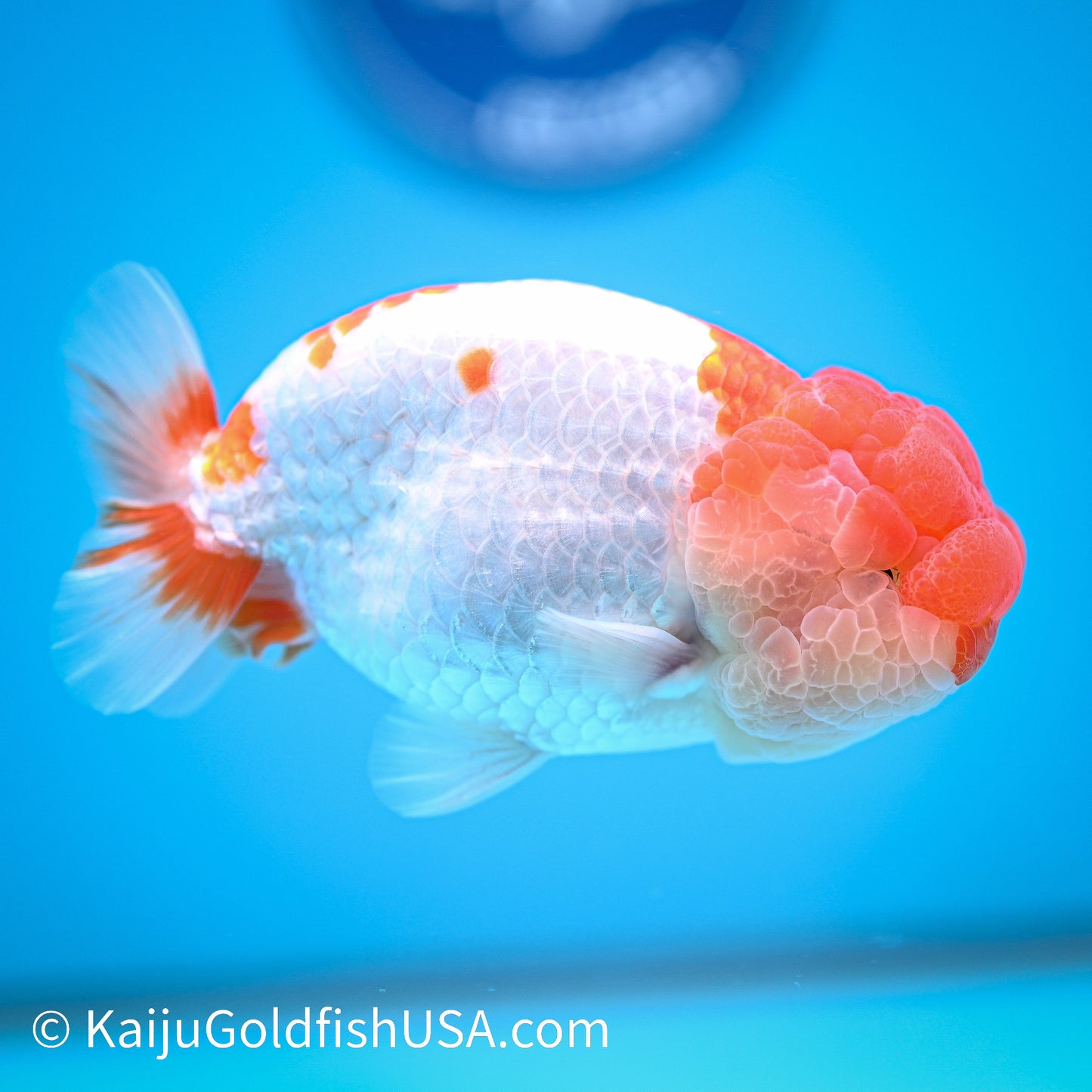 Red White Buffalo Ranchu 4.5 - 5 inches (240322_RC01) - Kaiju Goldfish USA