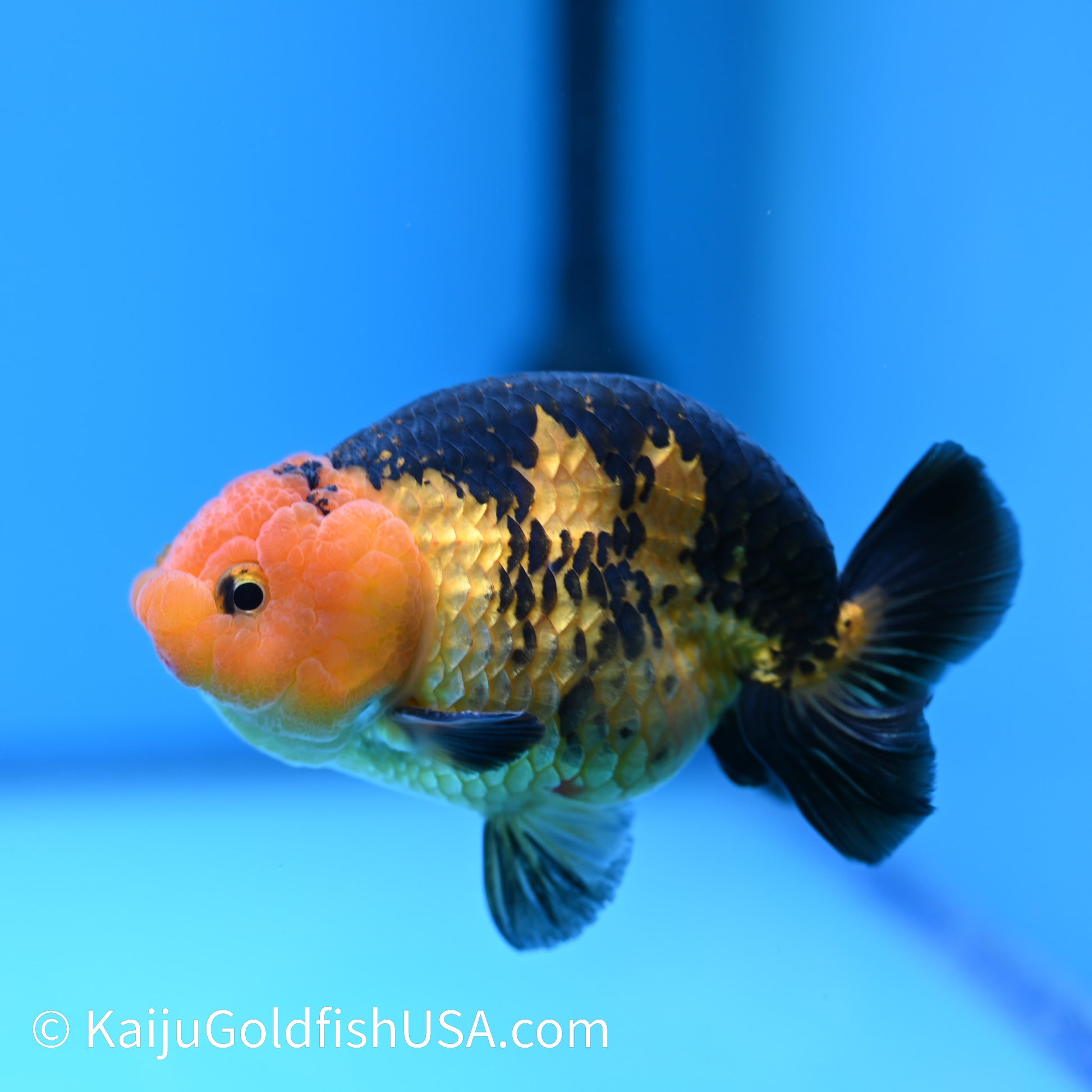 Apache Ranchu 5 inches(240503_RC01) - Kaiju Goldfish USA