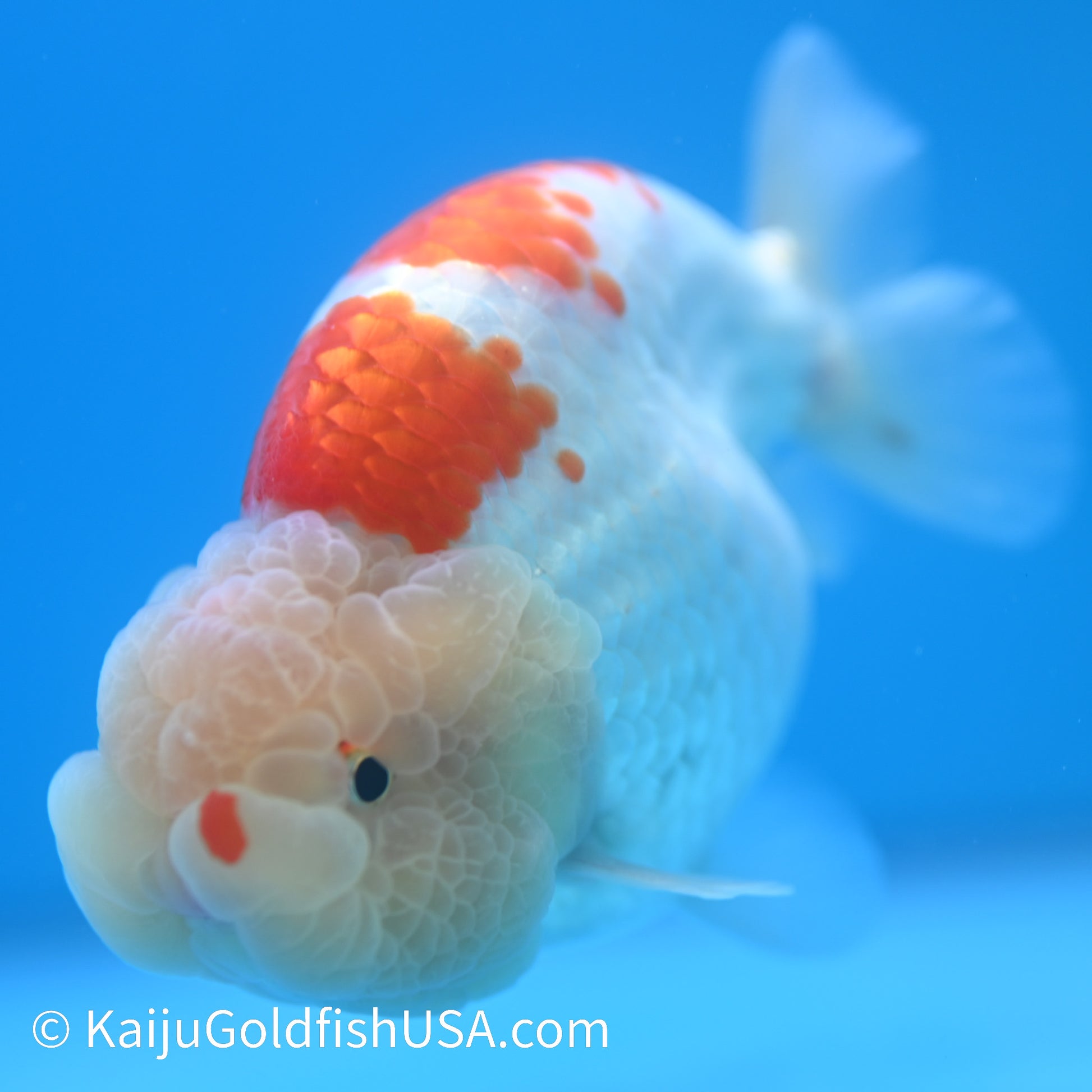 Red White Buffalo Ranchu 4.5 - 5 inches (240301_RC01) - Kaiju Goldfish USA