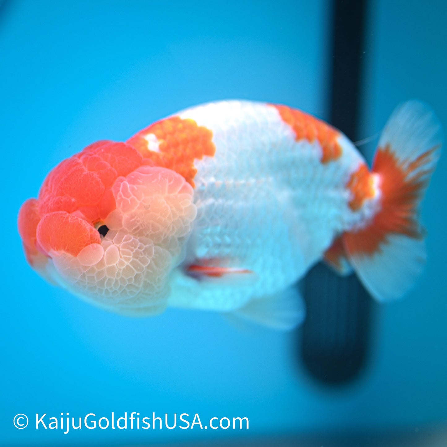 Red White Buffalo Ranchu 4.5 - 5 inches (240322_RC01) - Kaiju Goldfish USA