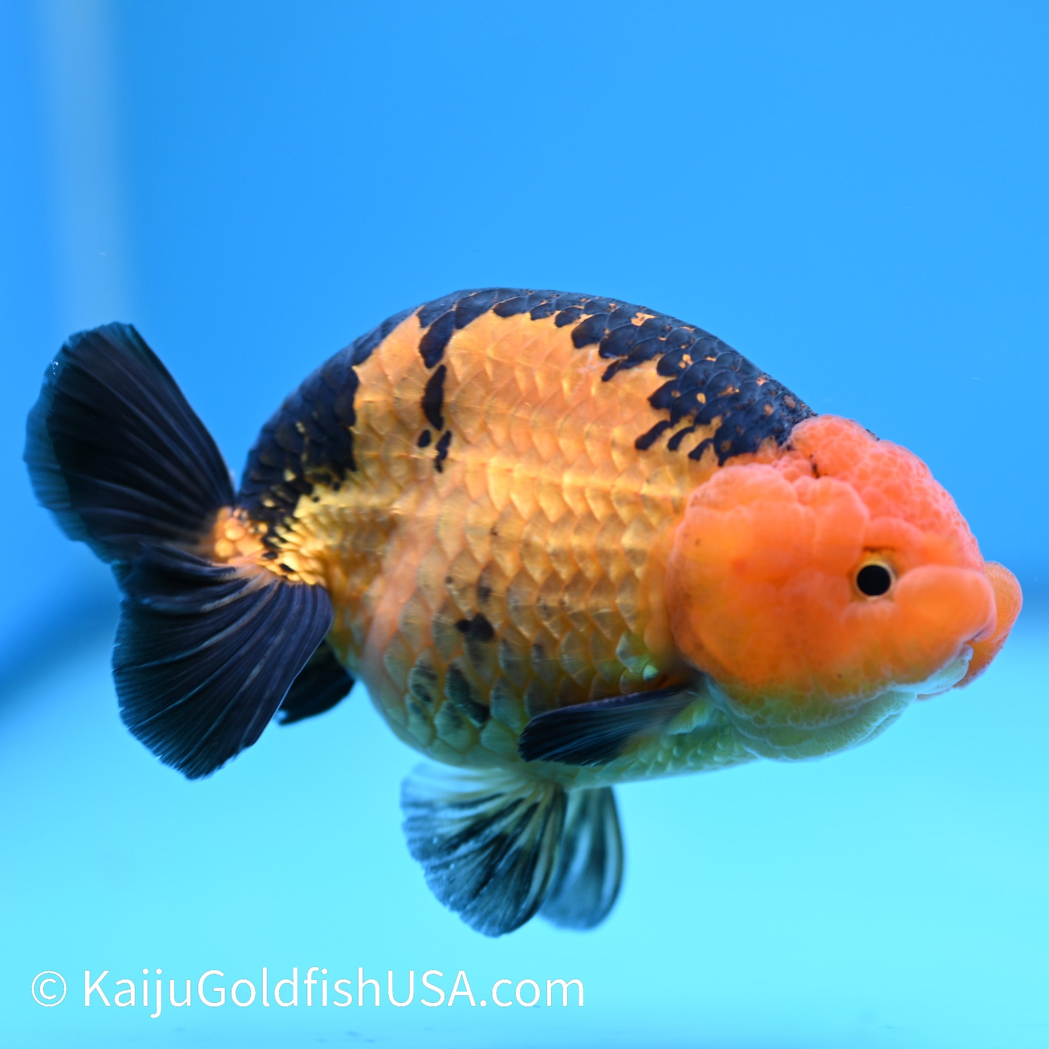 White Tiger Ranchu | Kaiju Goldfish USA