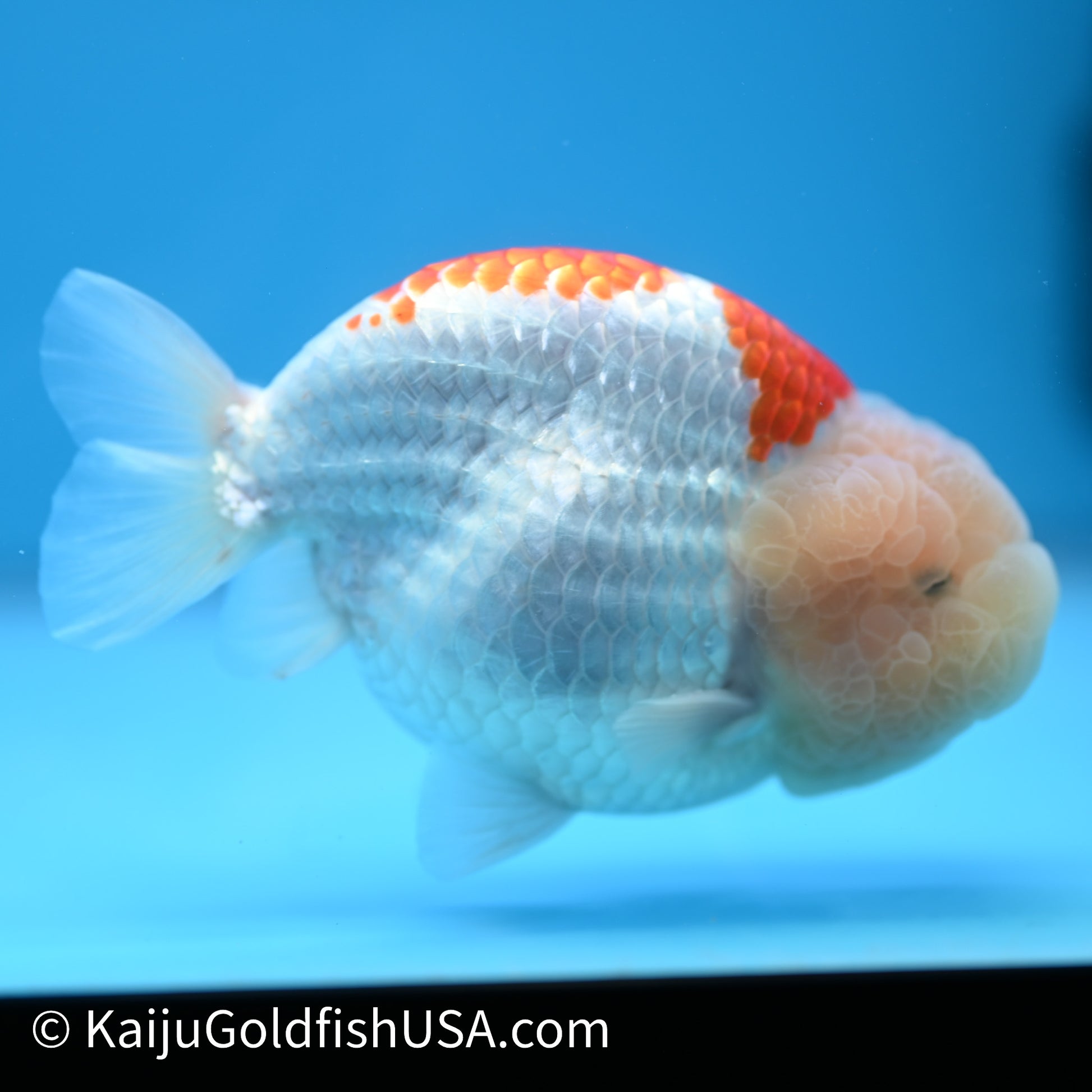 Red White Buffalo Ranchu 4.5 - 5 inches (240301_RC01) - Kaiju Goldfish USA