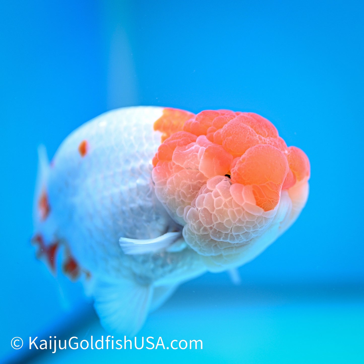 Red White Buffalo Ranchu 4.5 - 5 inches (240322_RC01) - Kaiju Goldfish USA