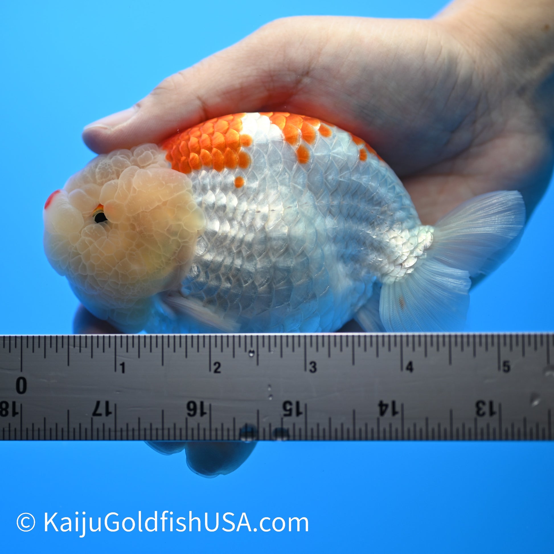 Red White Buffalo Ranchu 4.5 - 5 inches (240301_RC01) - Kaiju Goldfish USA