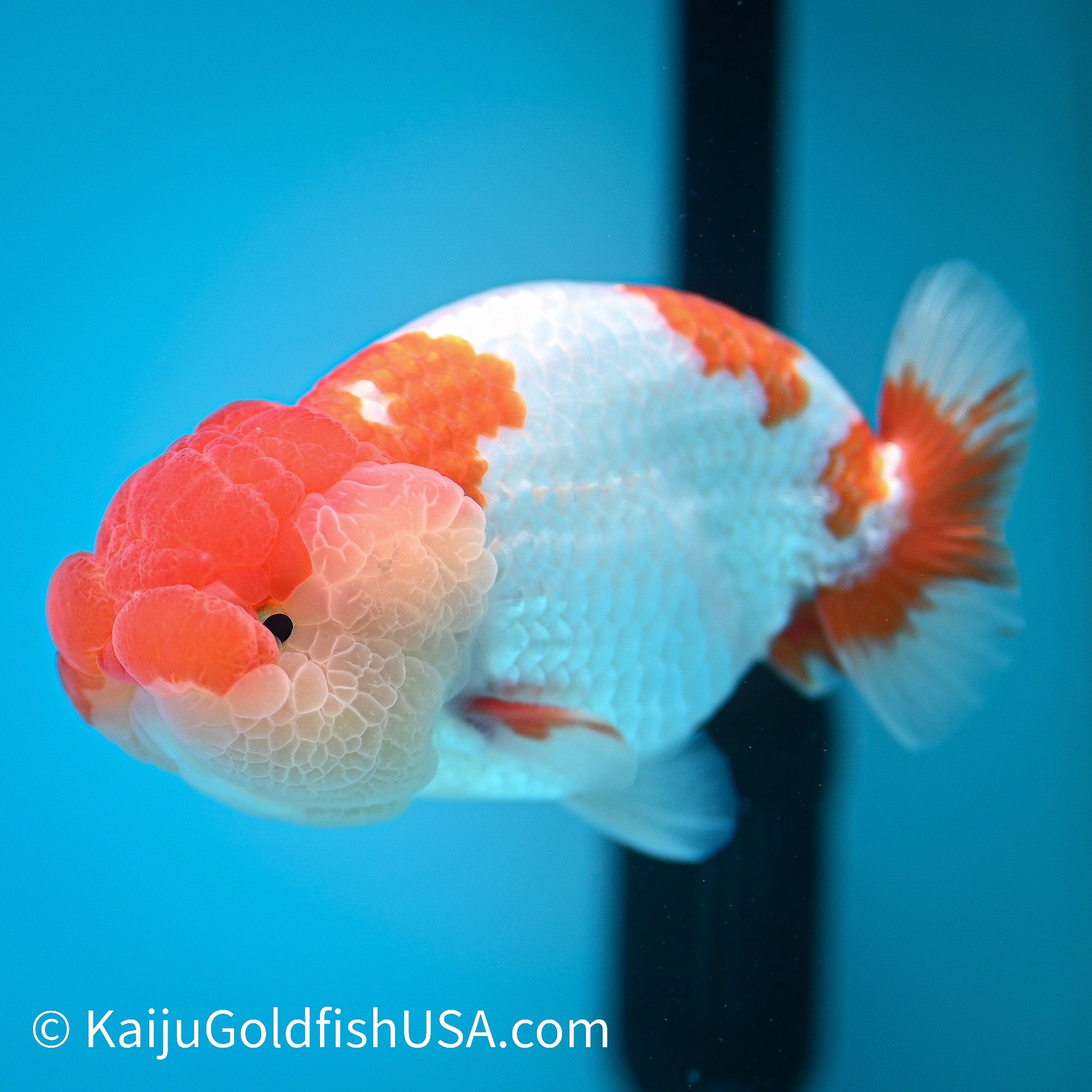 Red White Buffalo Ranchu 4.5 - 5 inches (240322_RC01) - Kaiju Goldfish USA