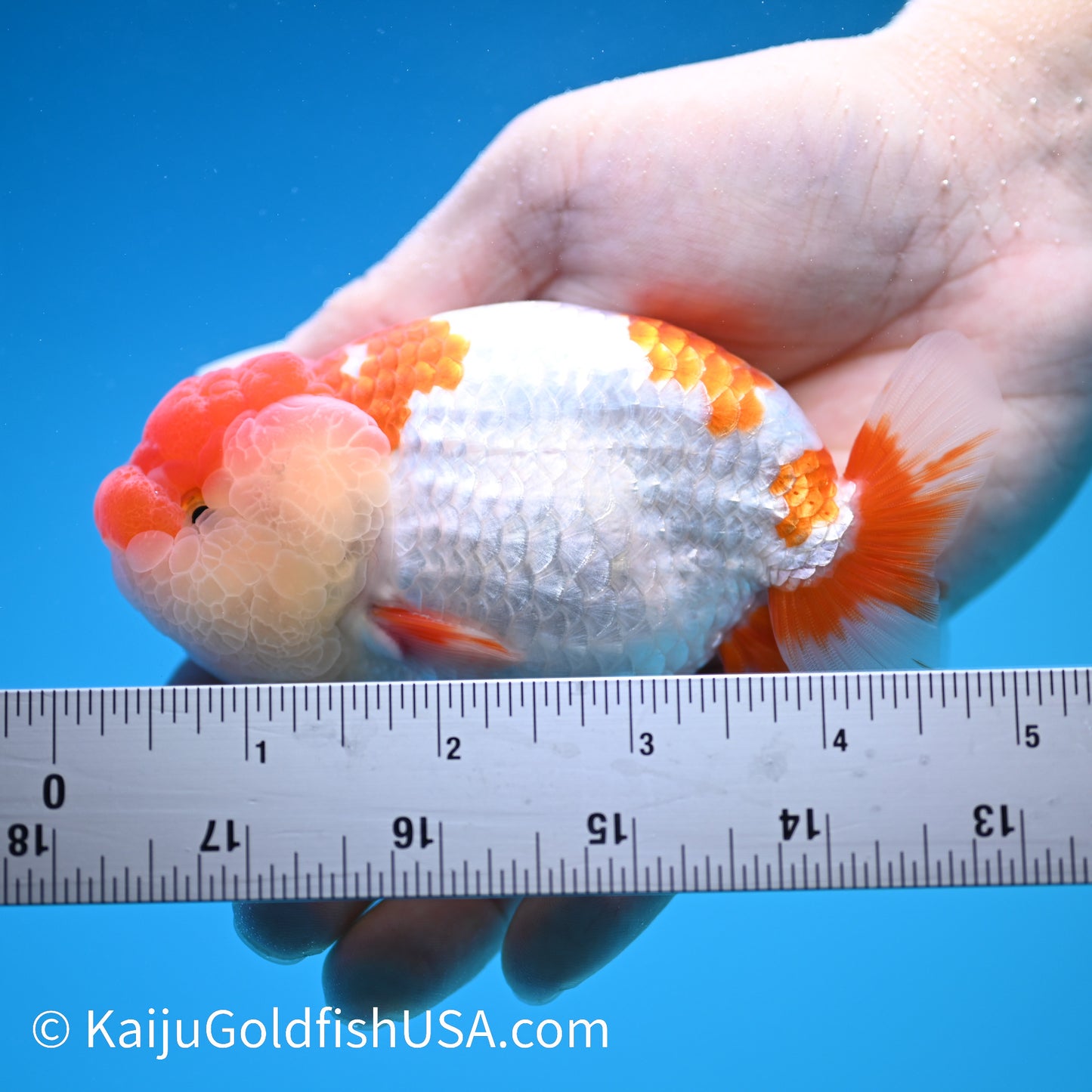 Red White Buffalo Ranchu 4.5 - 5 inches (240322_RC01) - Kaiju Goldfish USA