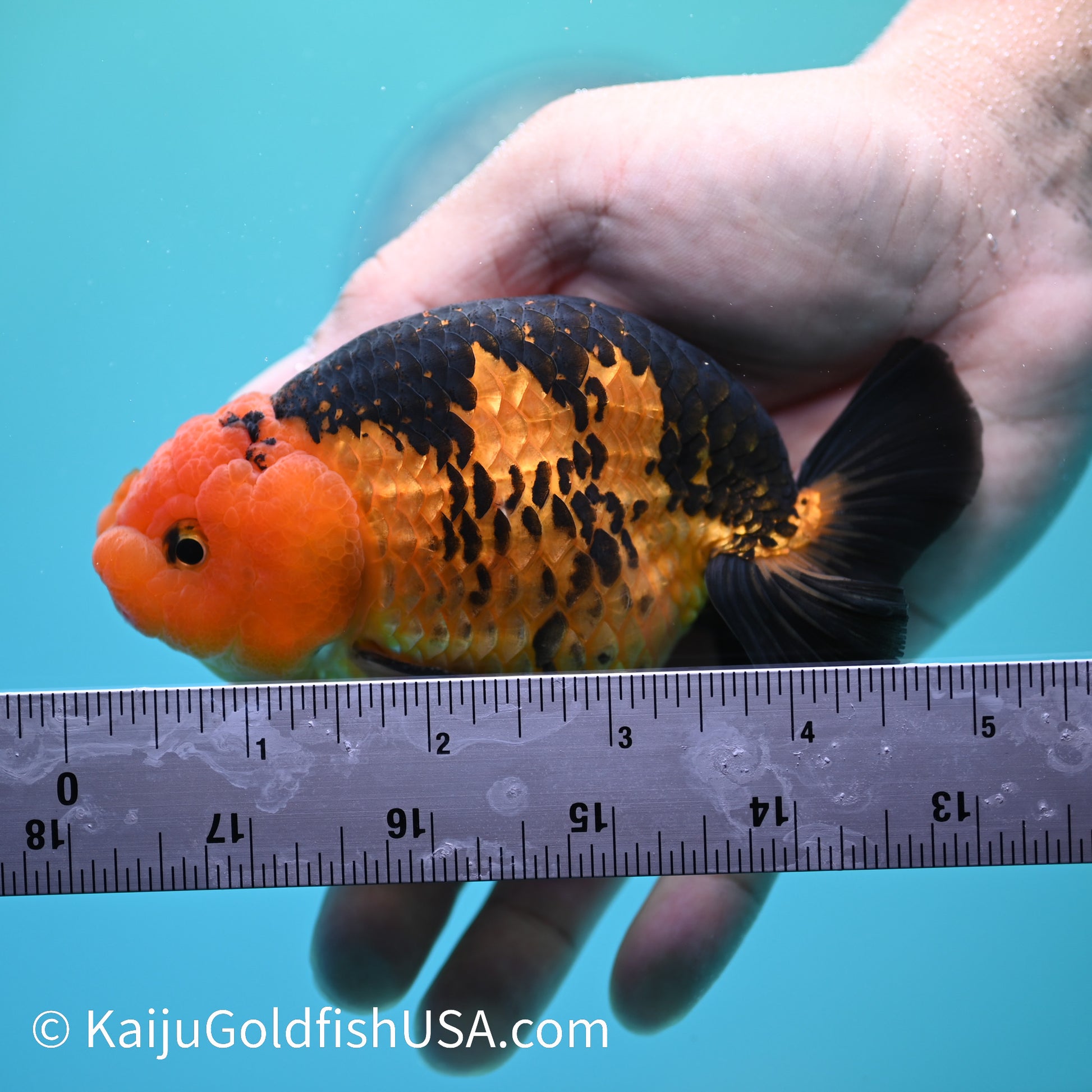 Apache Ranchu 5 inches(240503_RC01) - Kaiju Goldfish USA