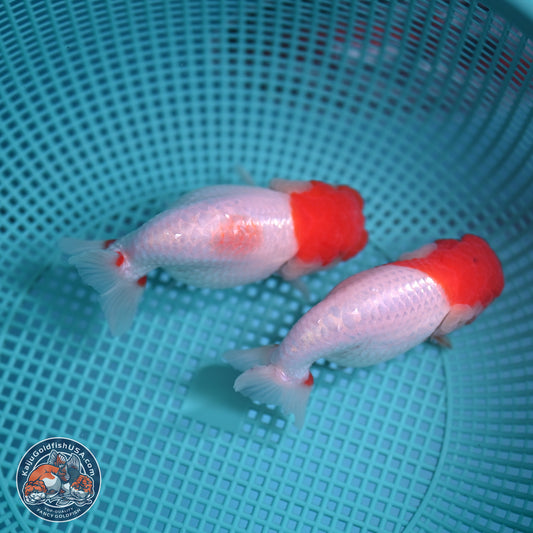 2 Pack Ranchu  3-3.5 inches - Unsexed (241122_RC01) - Kaiju Goldfish USA