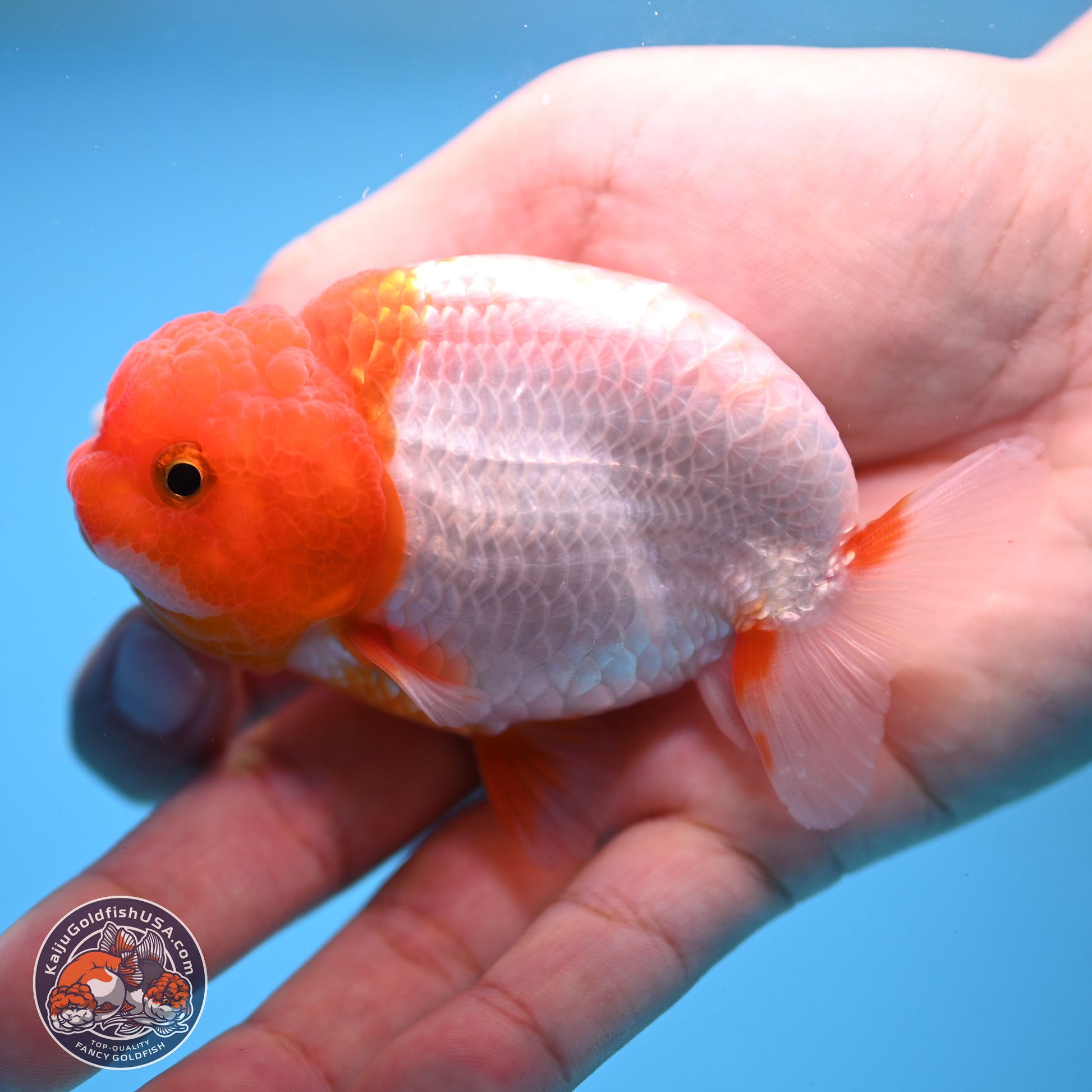 2 Pack Ranchu  3-3.5 inches - Unsexed (241115_RC01) - Kaiju Goldfish USA