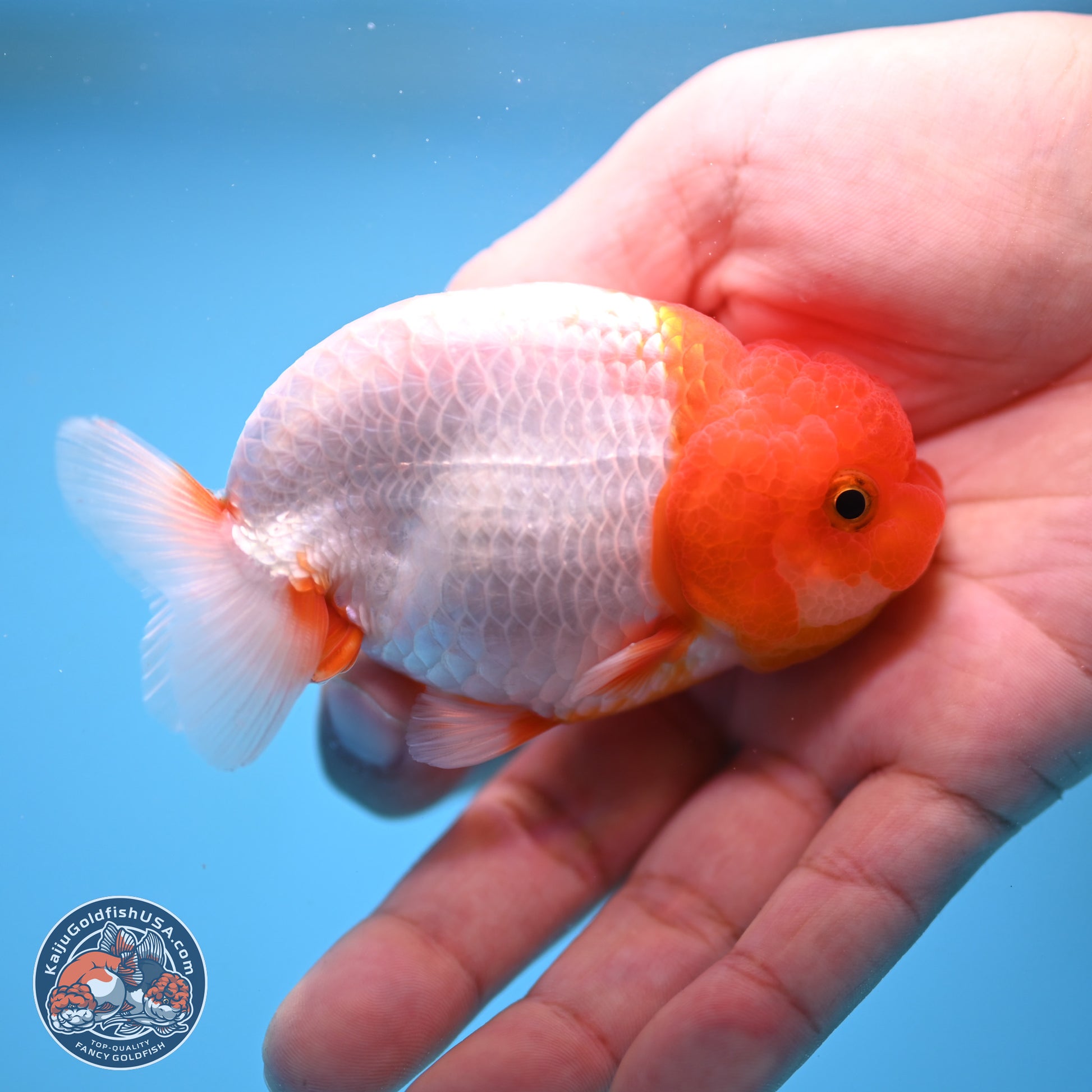 2 Pack Ranchu  3-3.5 inches - Unsexed (241115_RC01) - Kaiju Goldfish USA