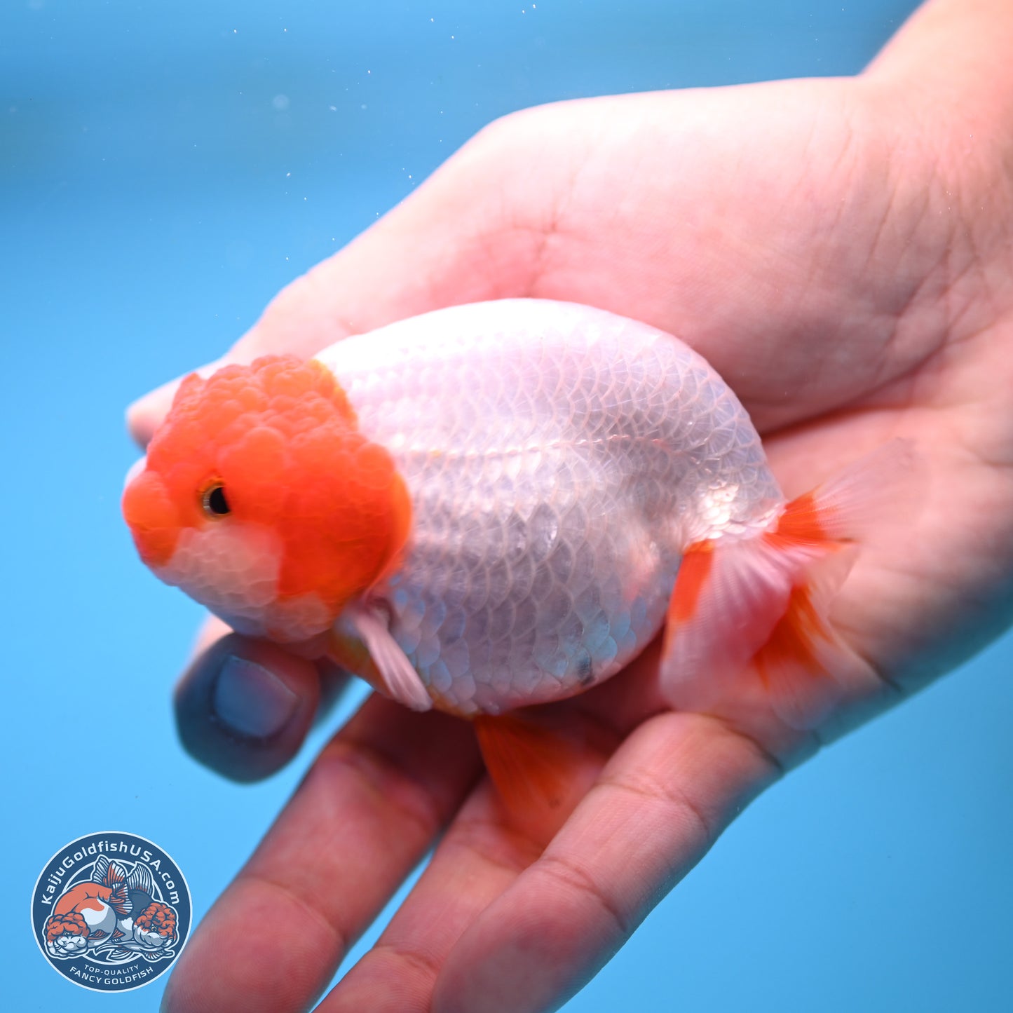 2 Pack Ranchu  3-3.5 inches - Unsexed (241115_RC01) - Kaiju Goldfish USA