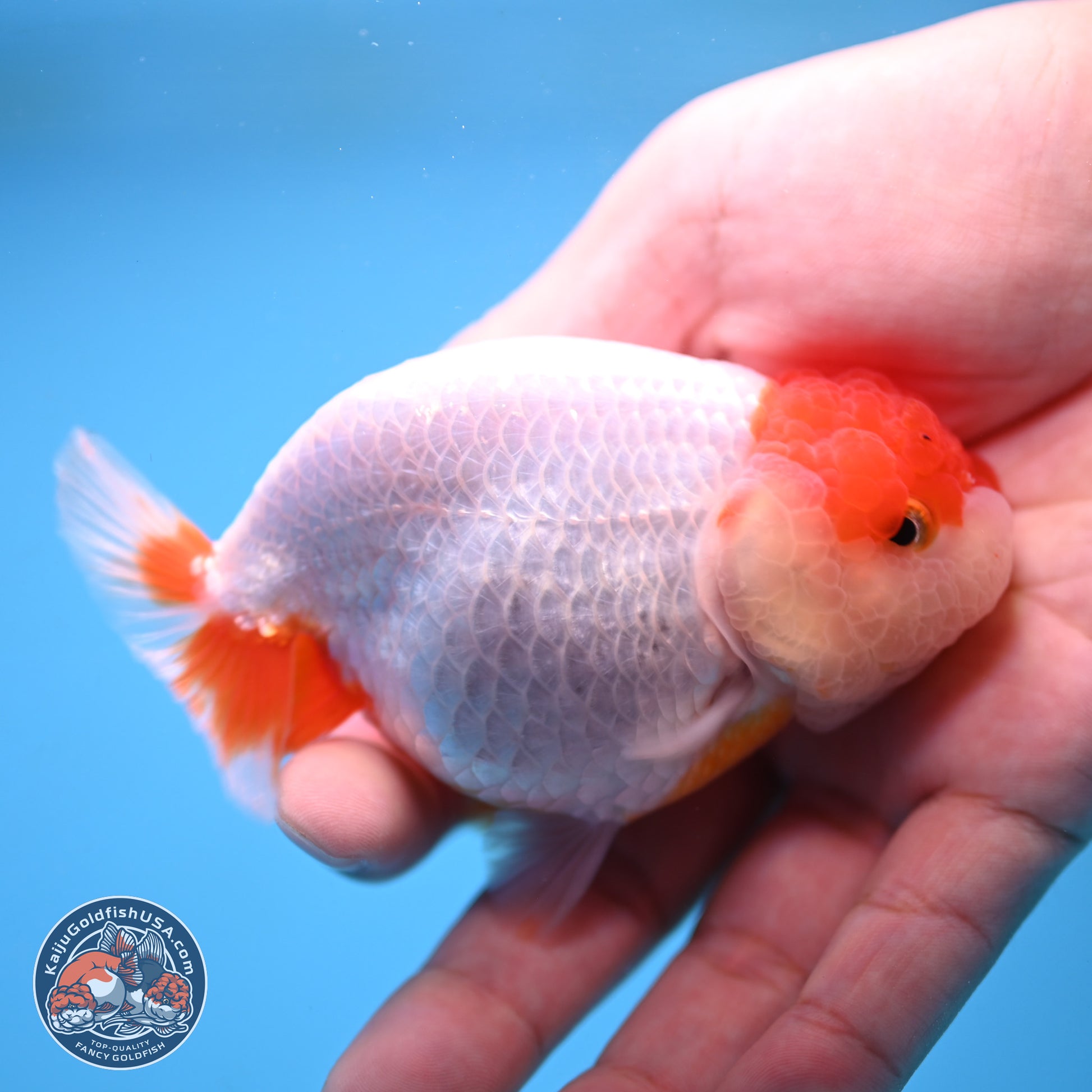 2 Pack Ranchu  3-3.5 inches - Unsexed (241115_RC01) - Kaiju Goldfish USA