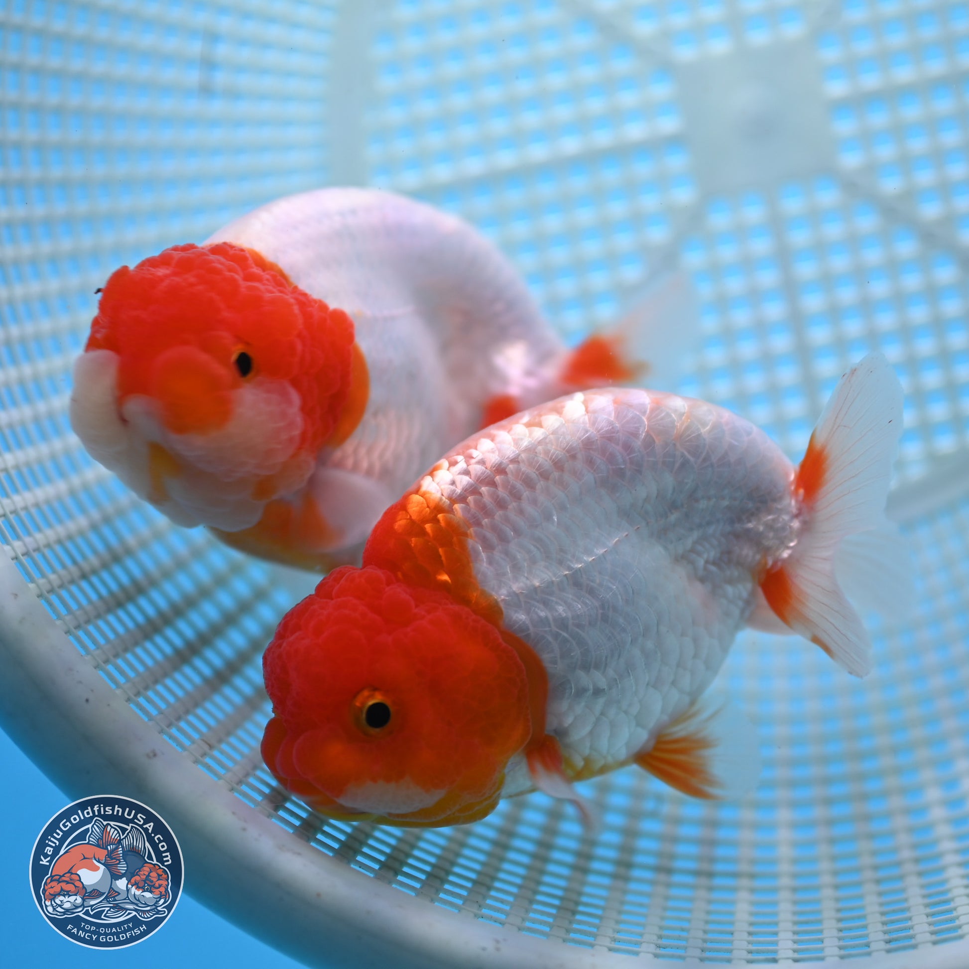 2 Pack Ranchu  3-3.5 inches - Unsexed (241115_RC01) - Kaiju Goldfish USA