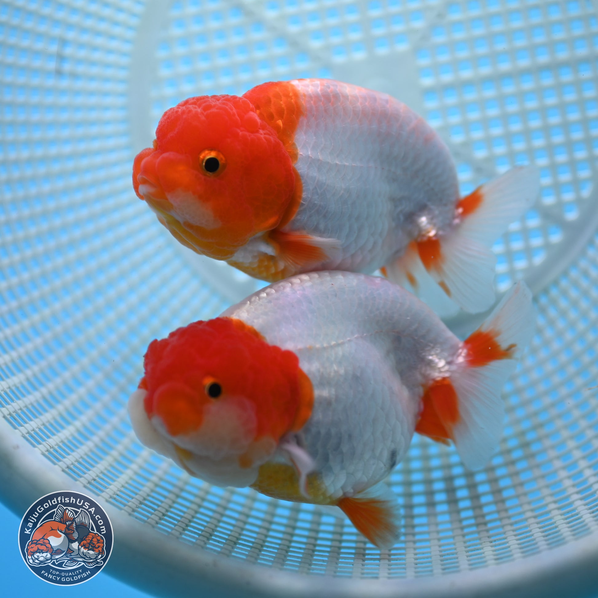 2 Pack Ranchu  3-3.5 inches - Unsexed (241115_RC01) - Kaiju Goldfish USA