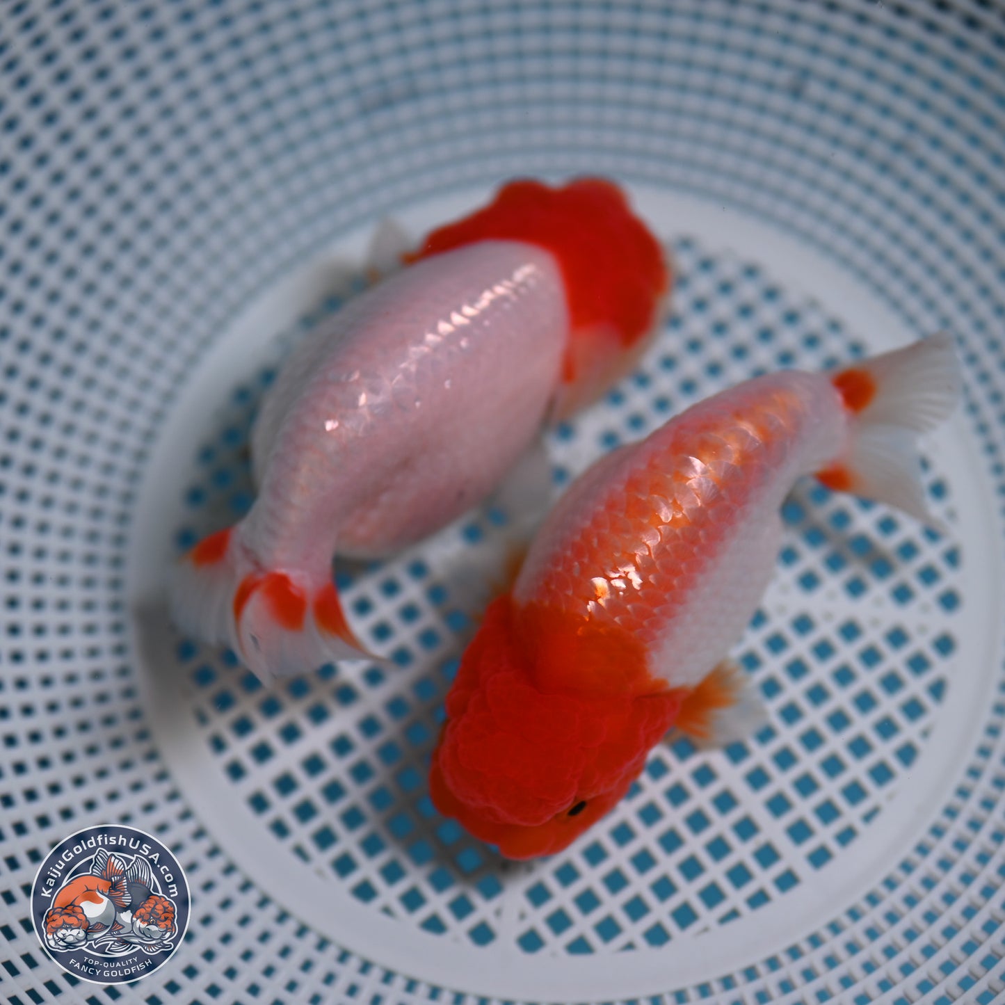 2 Pack Ranchu  3-3.5 inches - Unsexed (241115_RC01) - Kaiju Goldfish USA