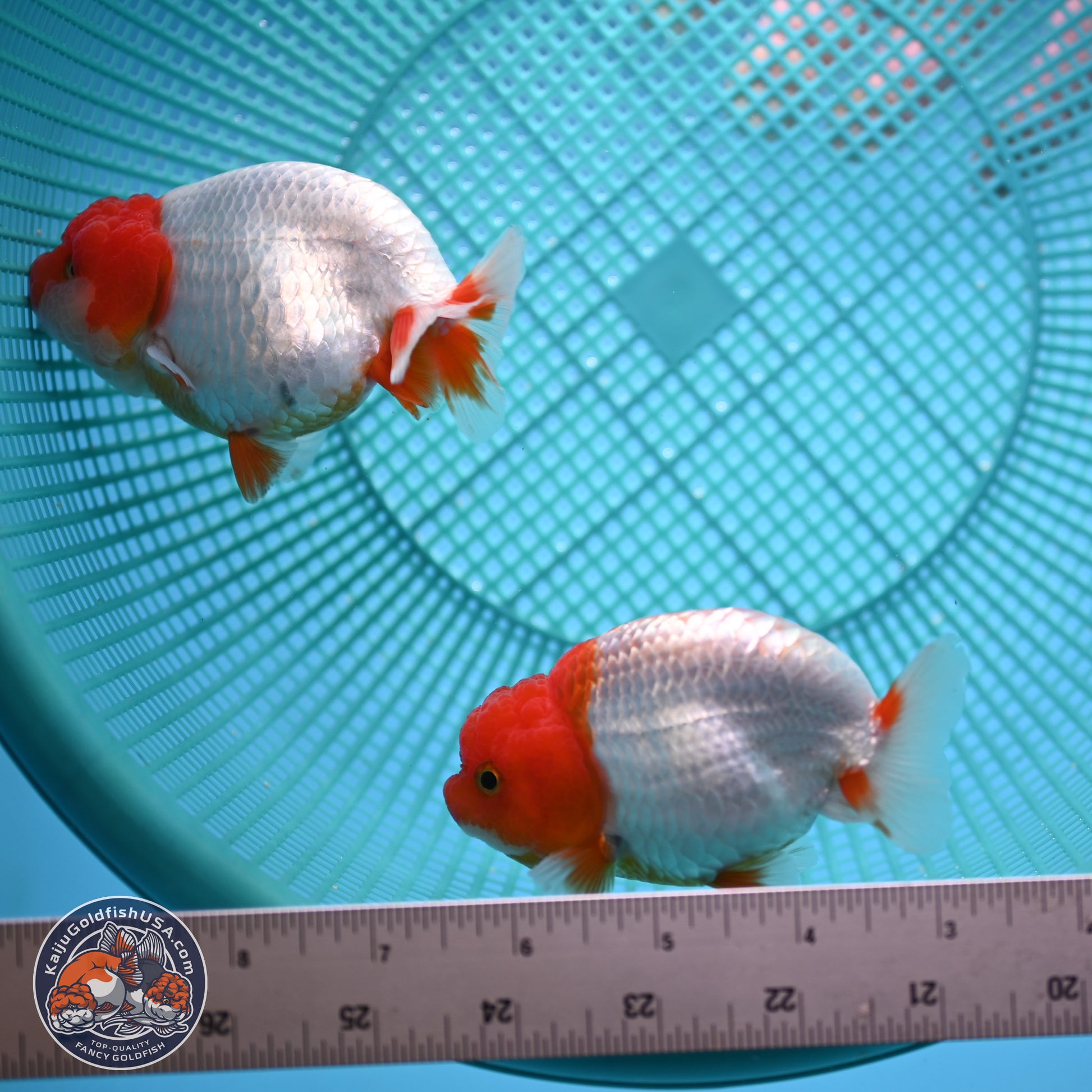 2 Pack Ranchu  3-3.5 inches - Unsexed (241115_RC01) - Kaiju Goldfish USA