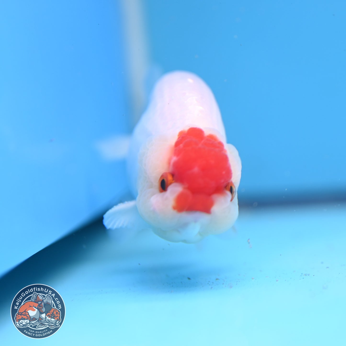 Tancho Ranchu  3.5 inches - Male (241129_RC01) - Kaiju Goldfish USA