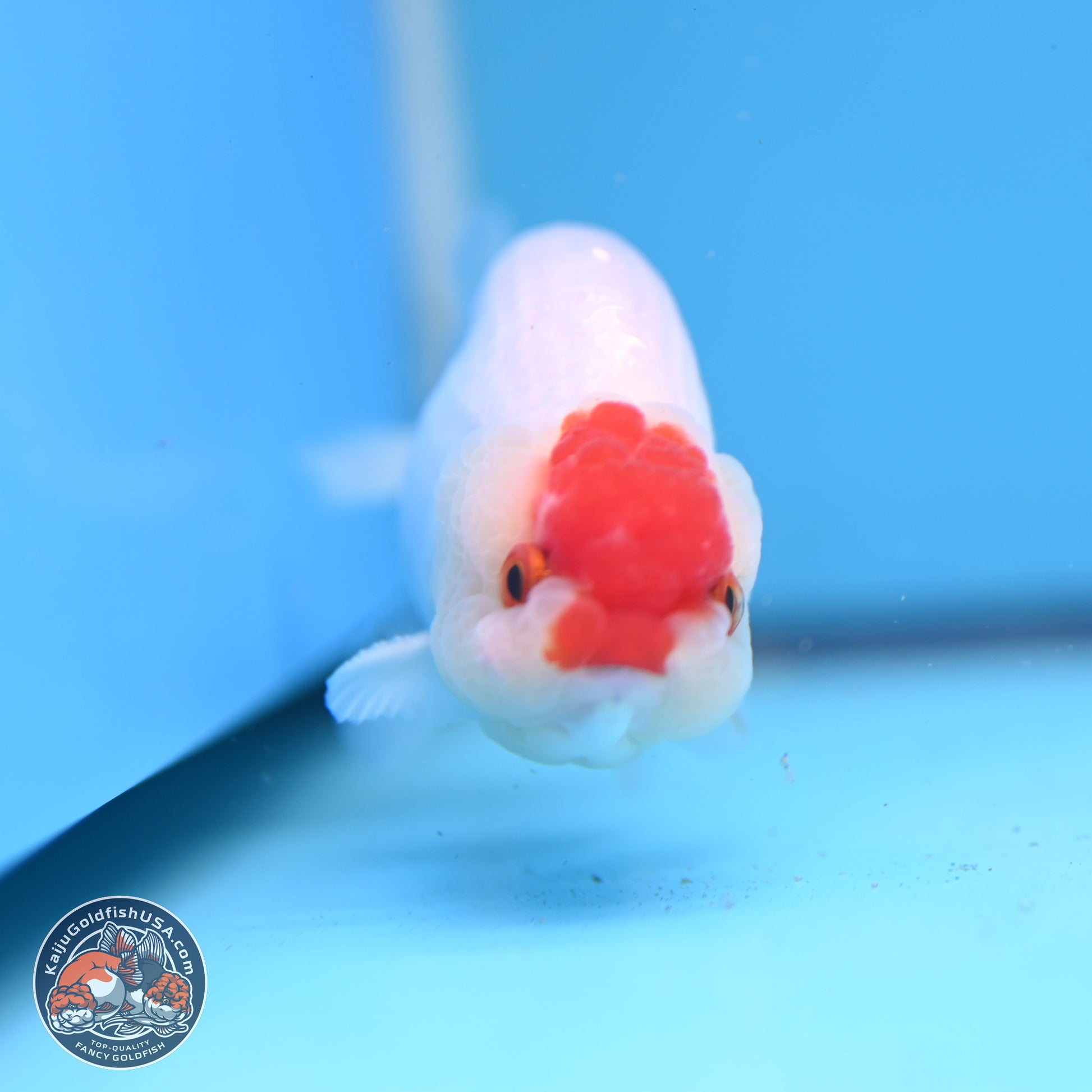 Tancho Ranchu  3.5 inches - Male (241129_RC01) - Kaiju Goldfish USA