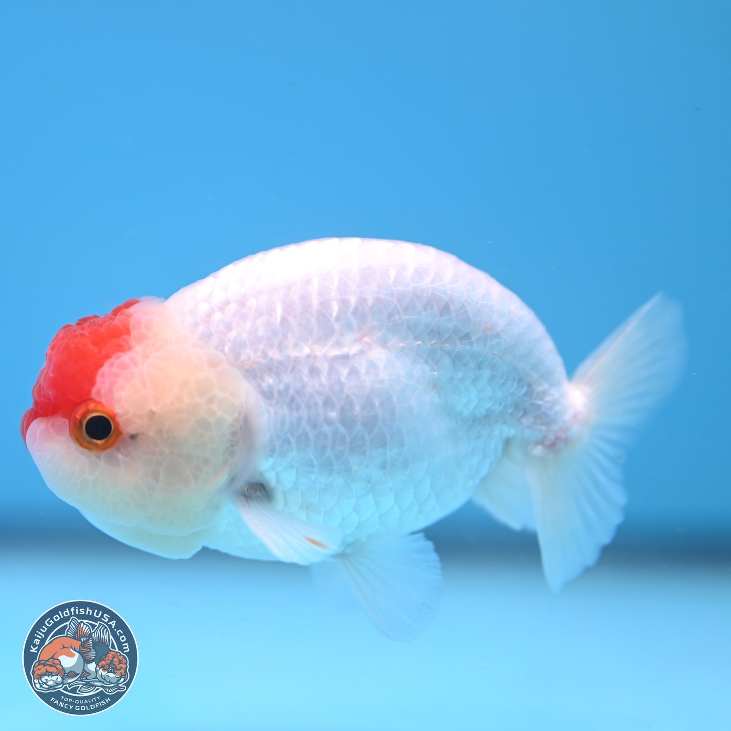 Tancho Ranchu  3.5 inches - Male (241129_RC01) - Kaiju Goldfish USA