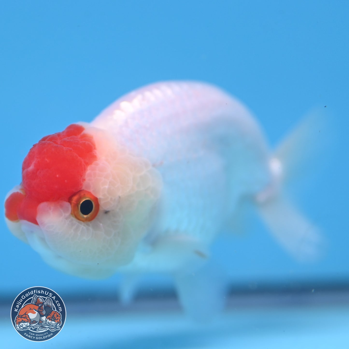 Tancho Ranchu  3.5 inches - Male (241129_RC01) - Kaiju Goldfish USA