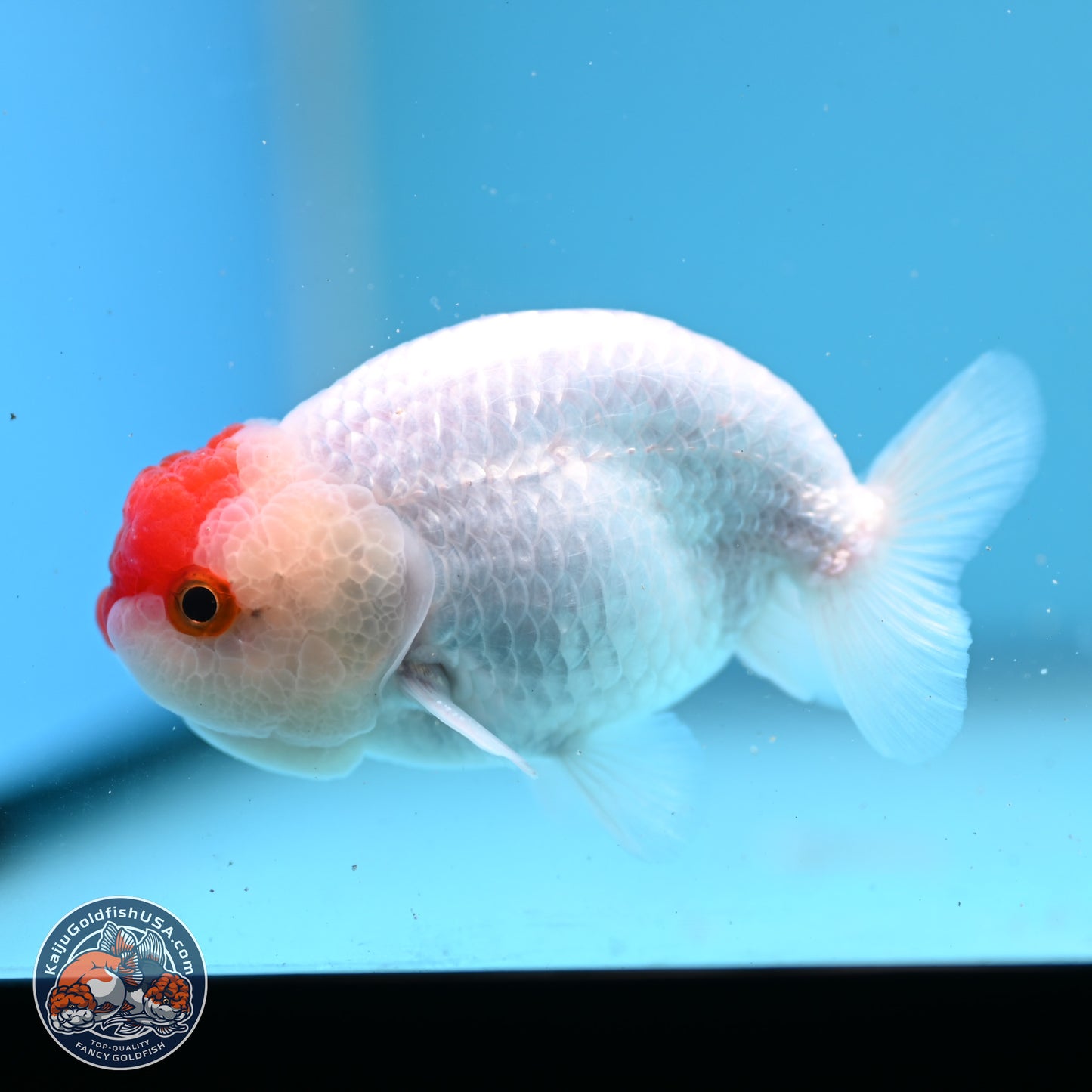 Tancho Ranchu  3.5 inches - Male (241129_RC01) - Kaiju Goldfish USA