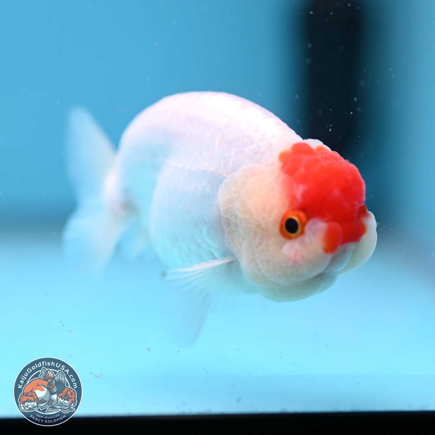 Tancho Ranchu  3.5 inches - Male (241129_RC01) - Kaiju Goldfish USA