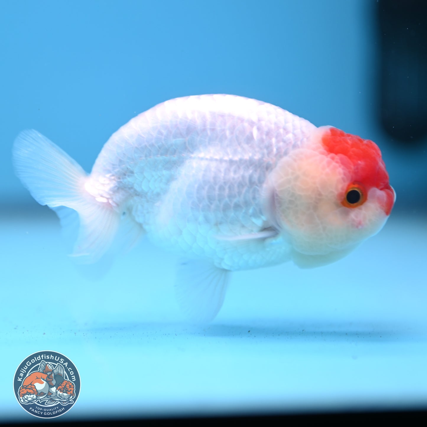 Tancho Ranchu  3.5 inches - Male (241129_RC01) - Kaiju Goldfish USA